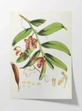 Plant Studies: Plate No. 07