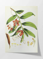 Plant Studies: Plate No. 07