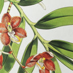 Plant Studies: Plate No. 07