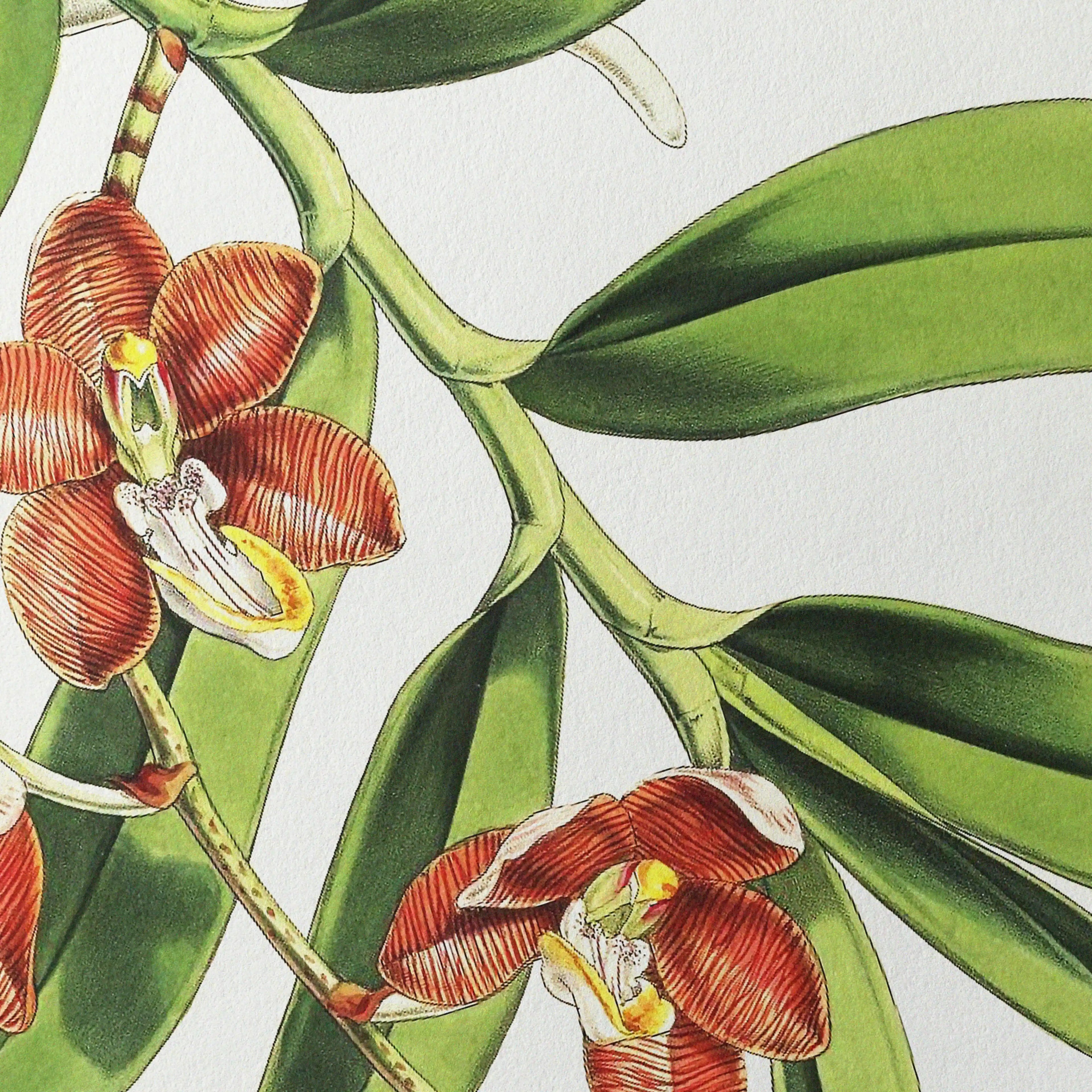 Plant Studies: Plate No. 07
