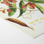 Plant Studies: Plate No. 07