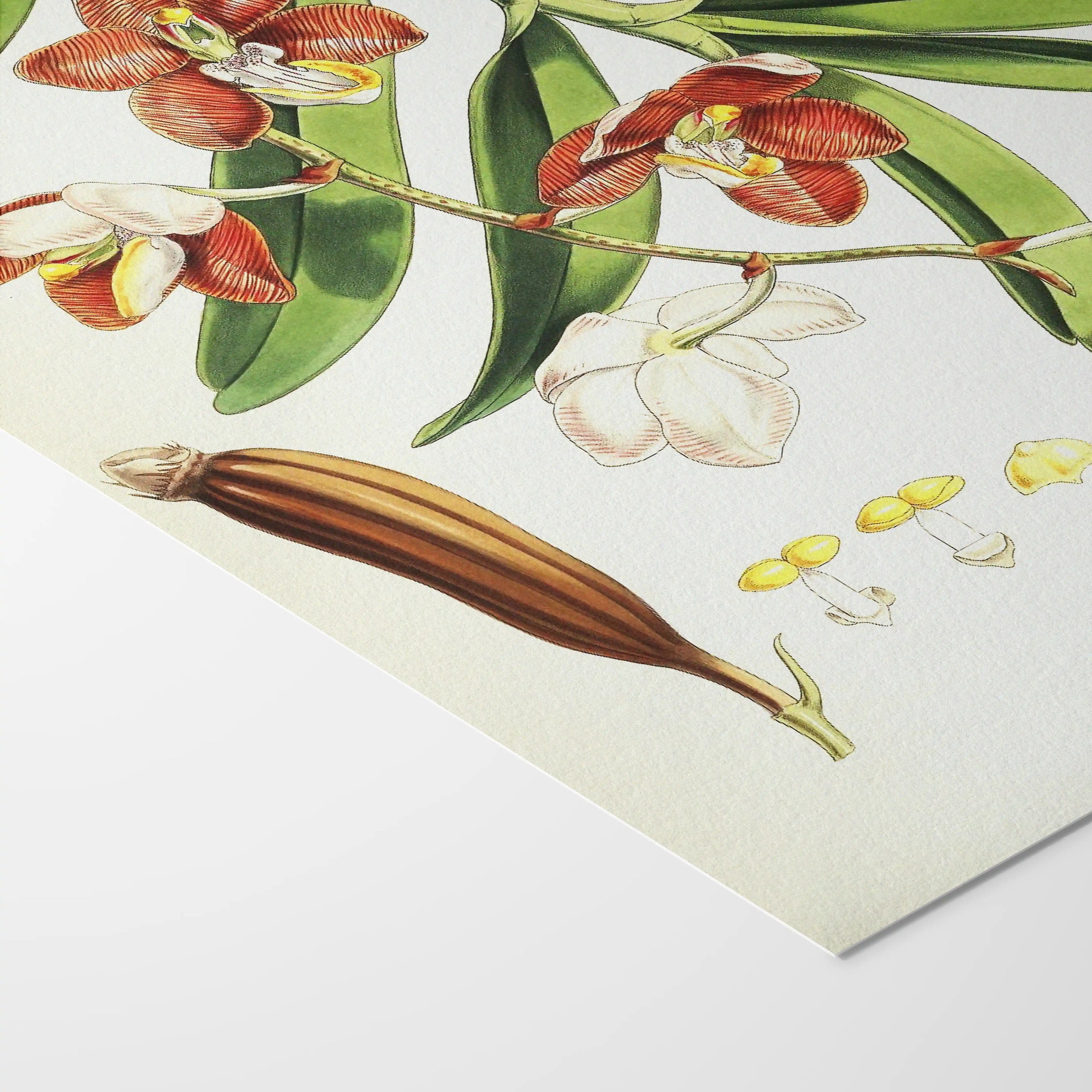Plant Studies: Plate No. 07