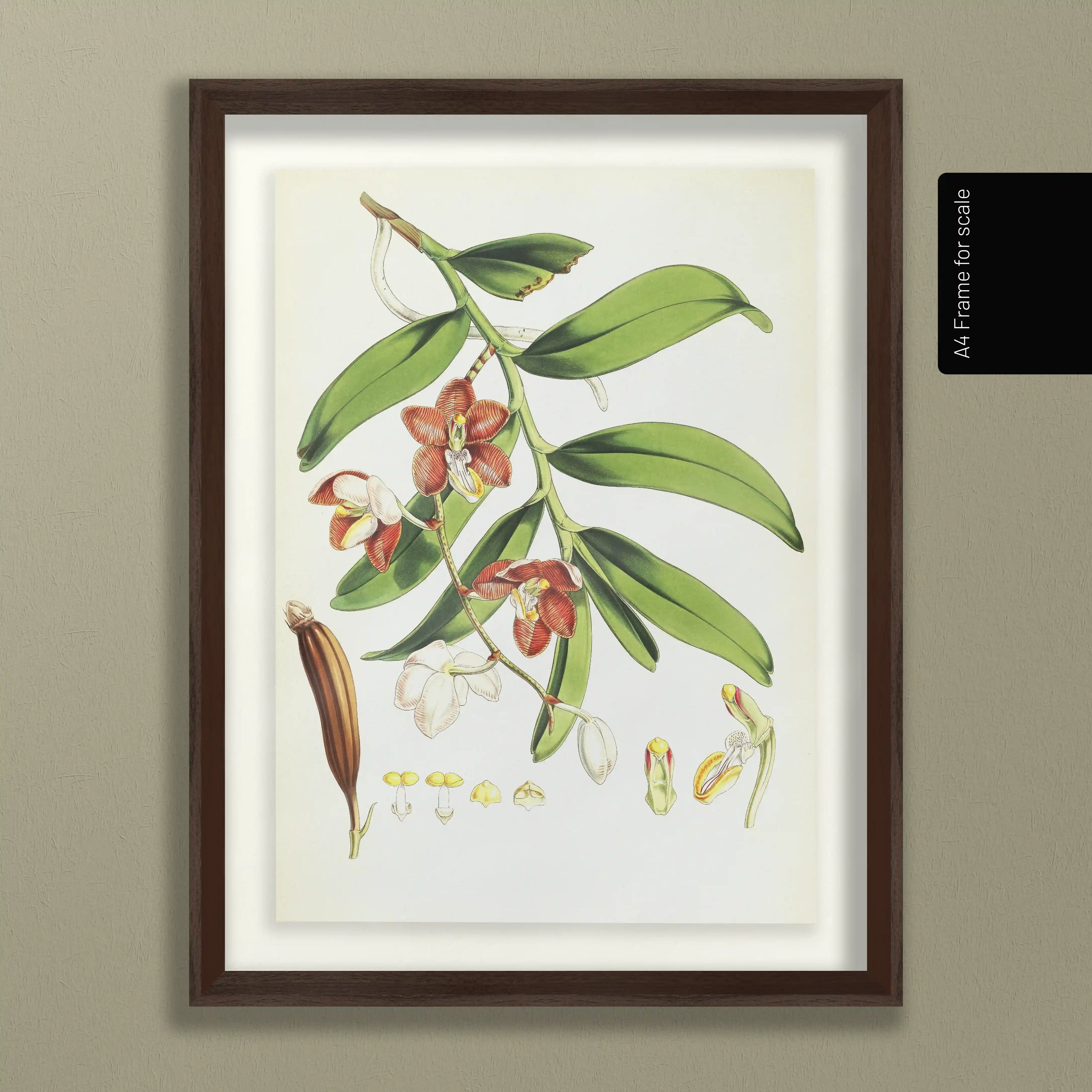 Plant Studies: Plate No. 07