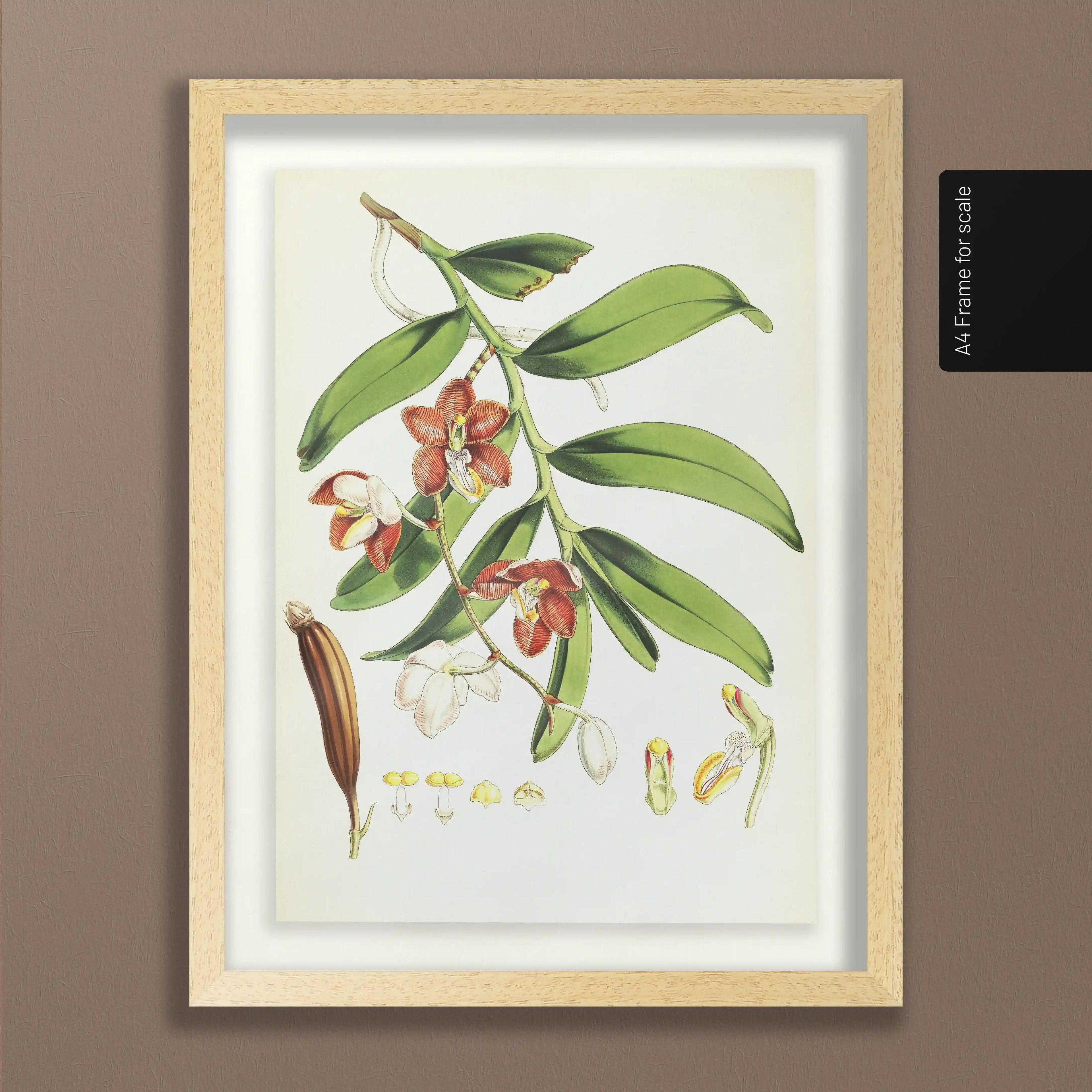 Plant Studies: Plate No. 07