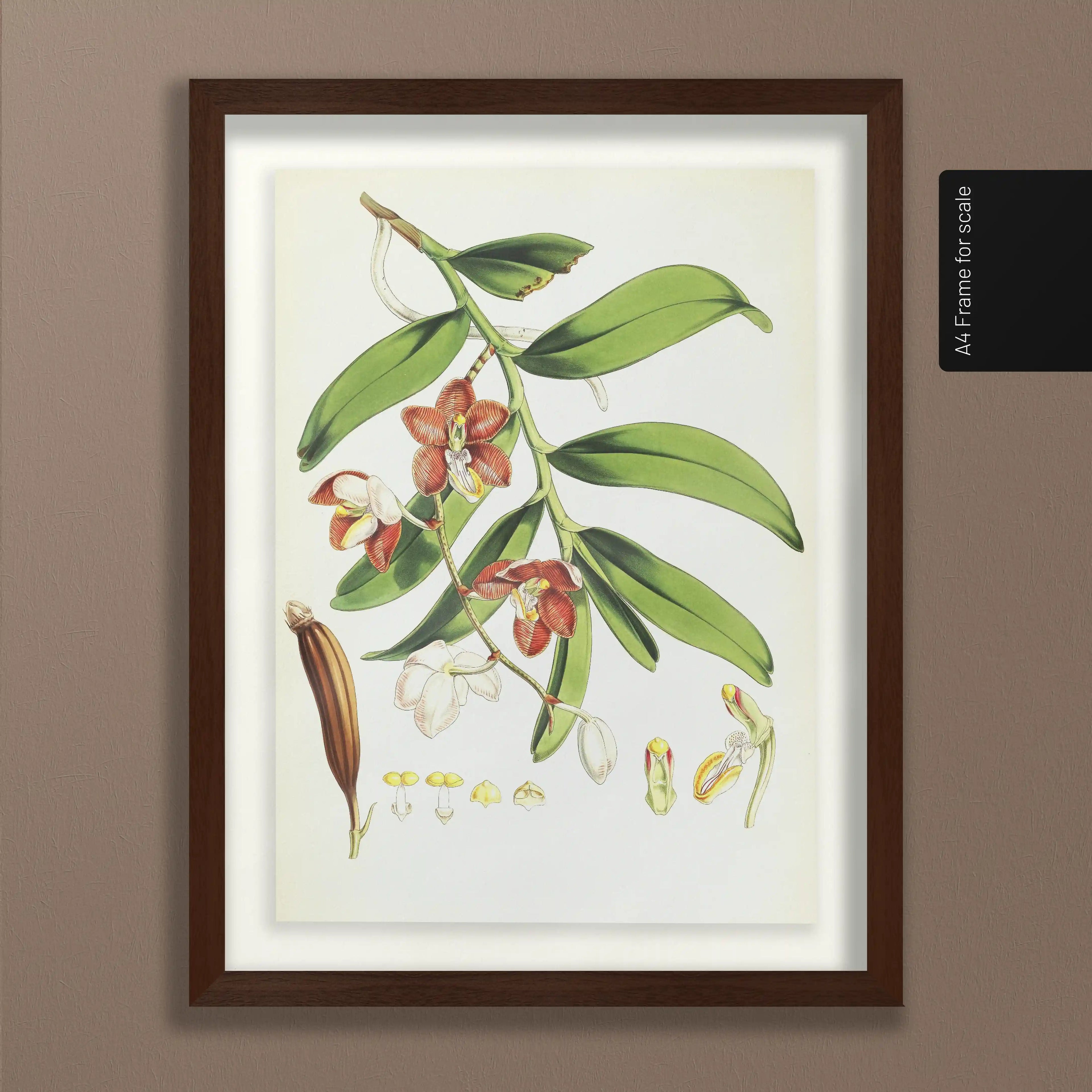 Plant Studies: Plate No. 07