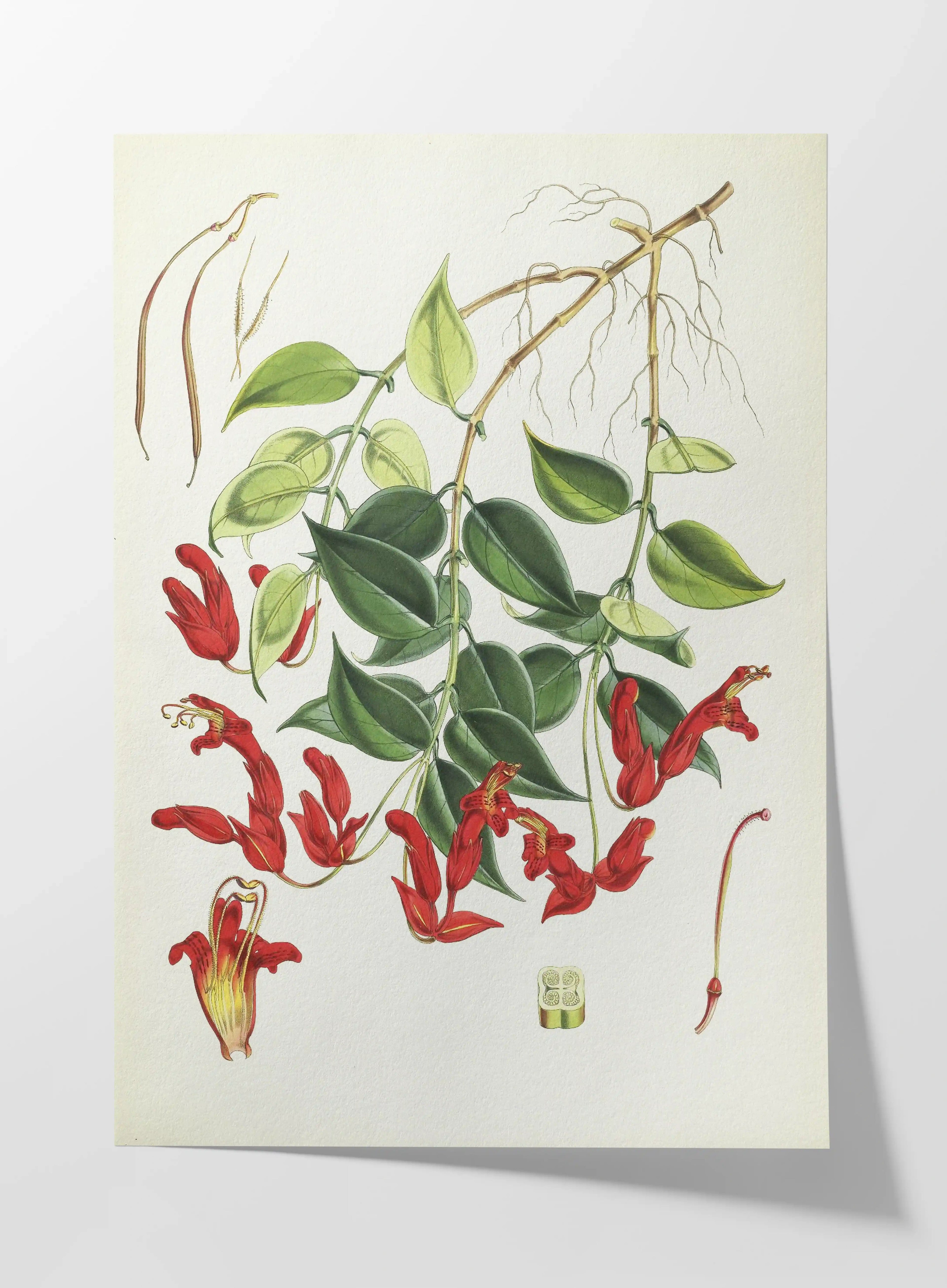 Plant Studies: Plate No. 08