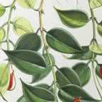 Plant Studies: Plate No. 08