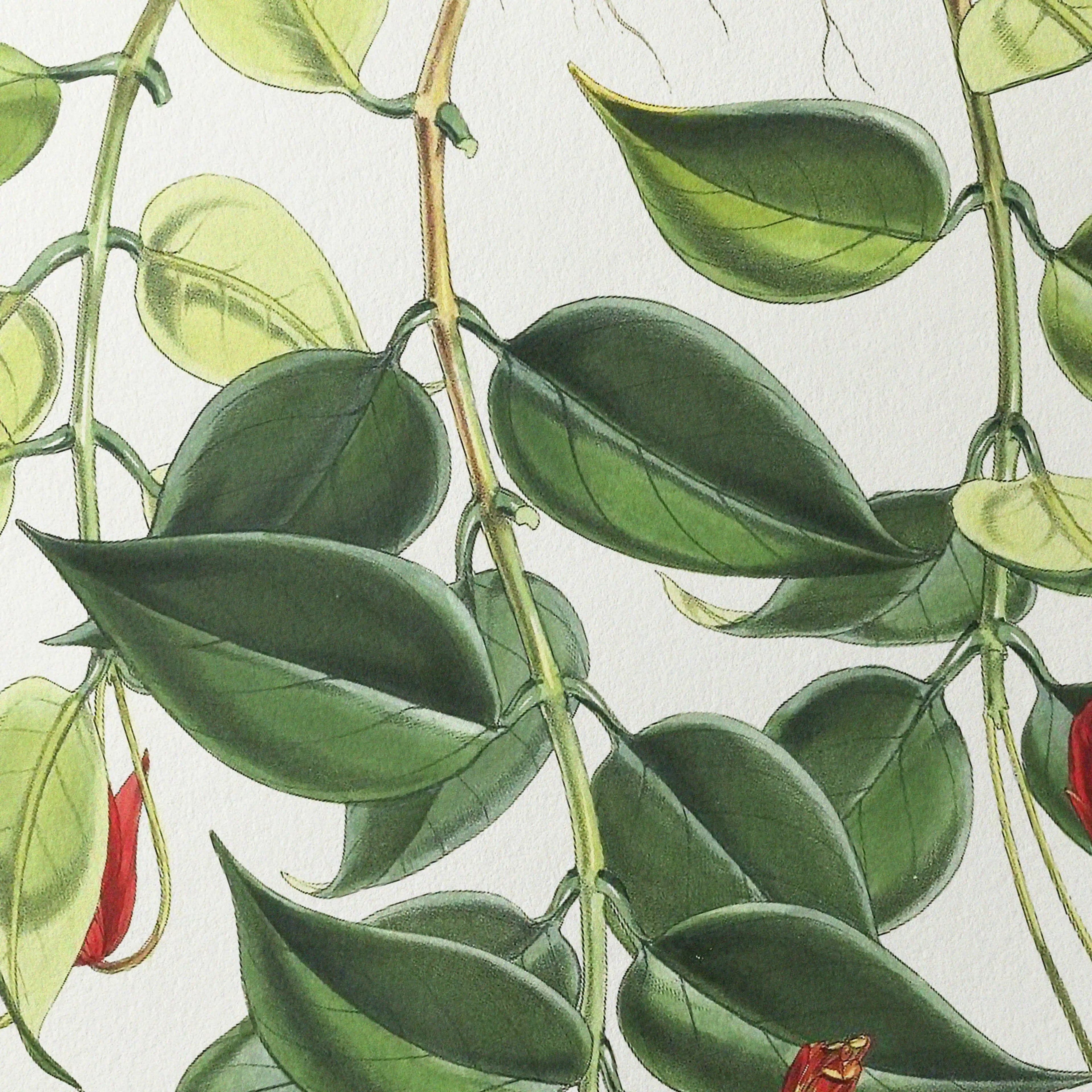 Plant Studies: Plate No. 08