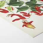 Plant Studies: Plate No. 08