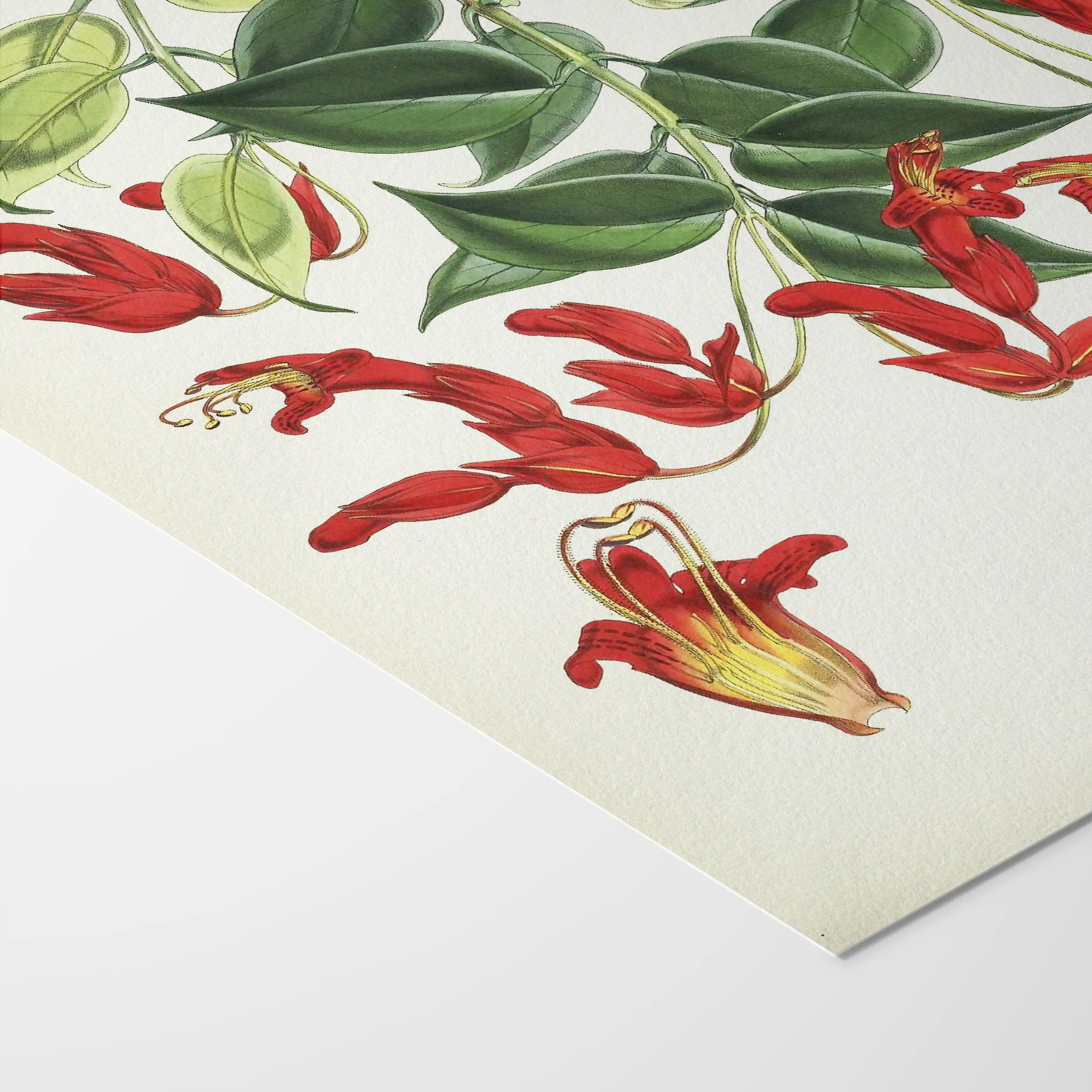 Plant Studies: Plate No. 08
