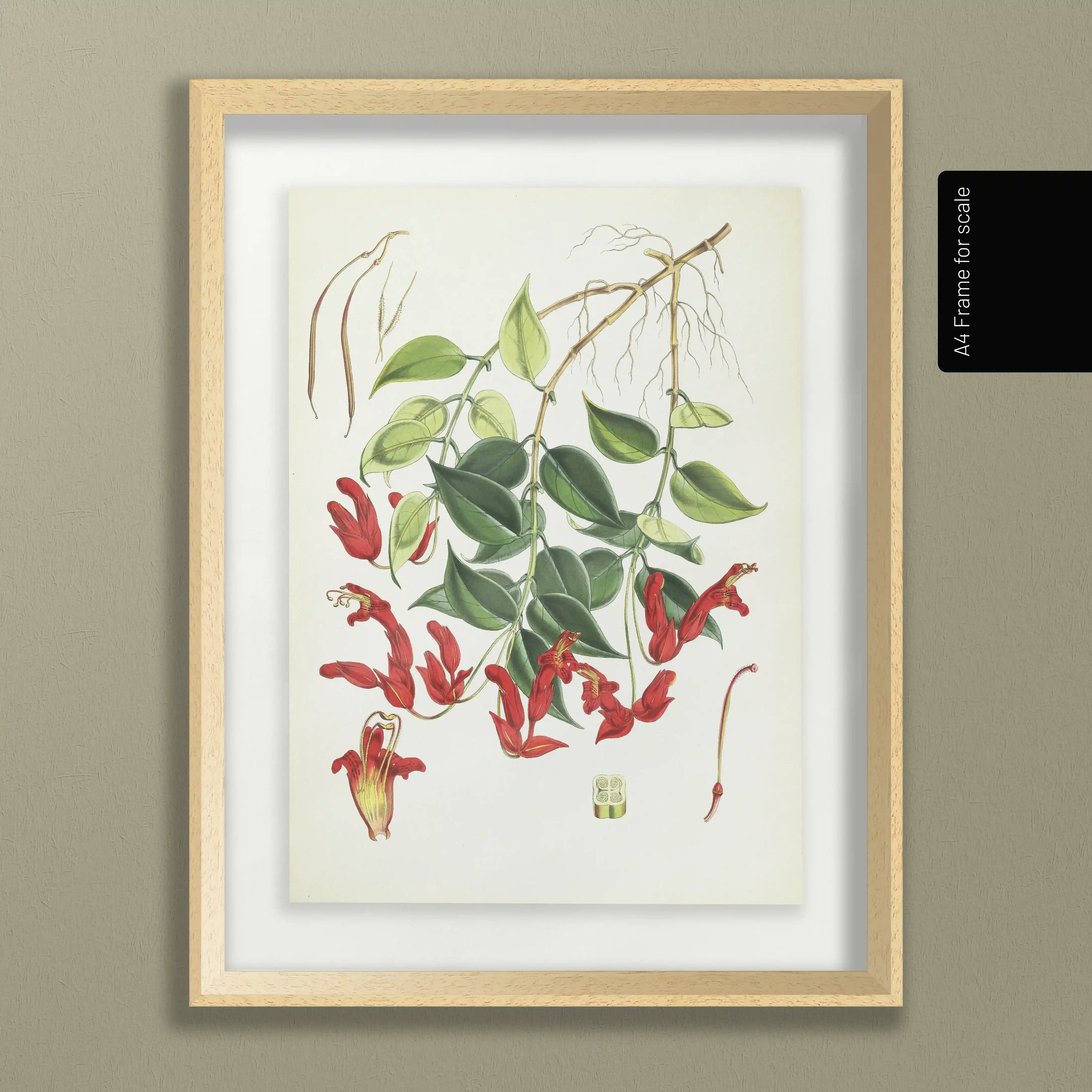 Plant Studies: Plate No. 08
