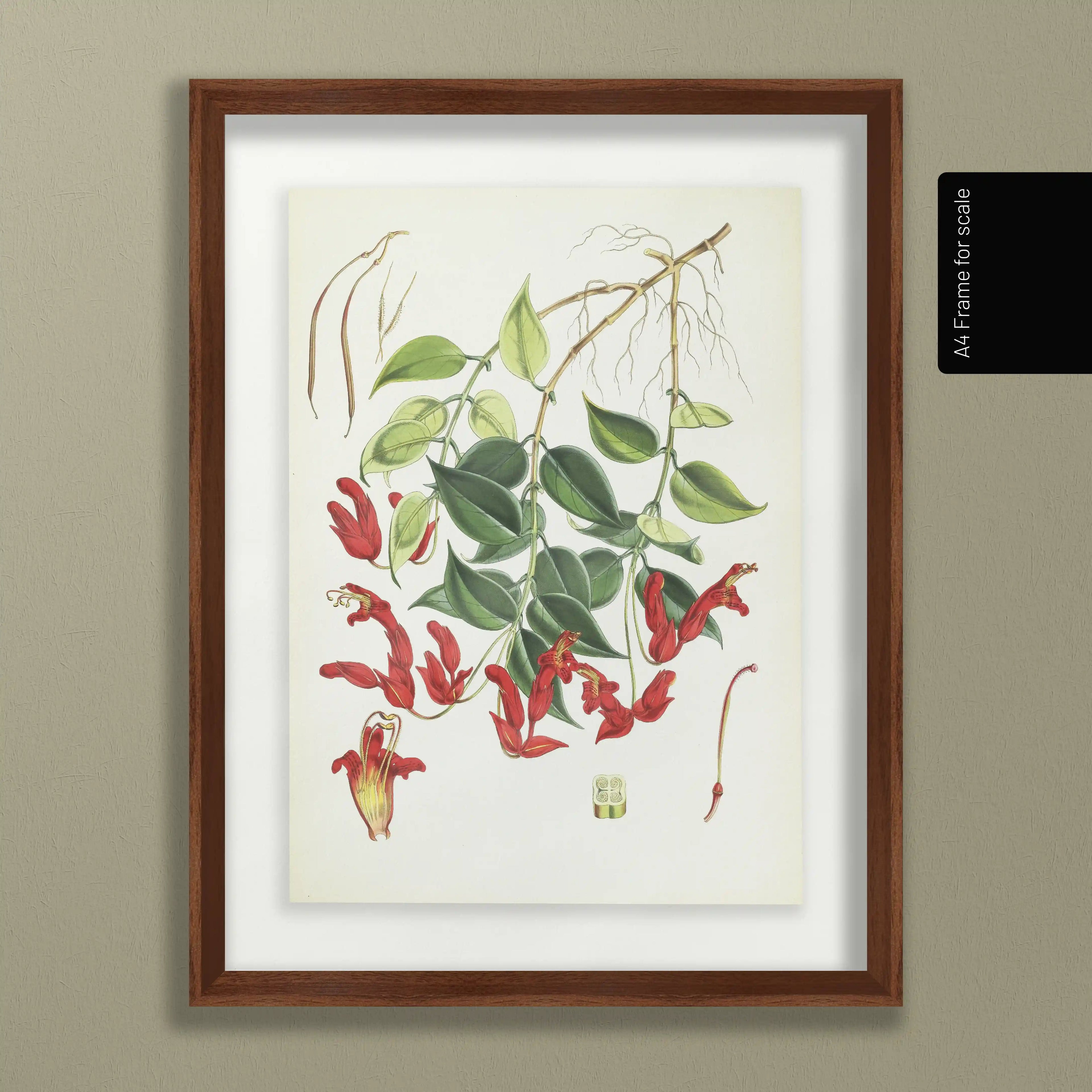 Plant Studies: Plate No. 08