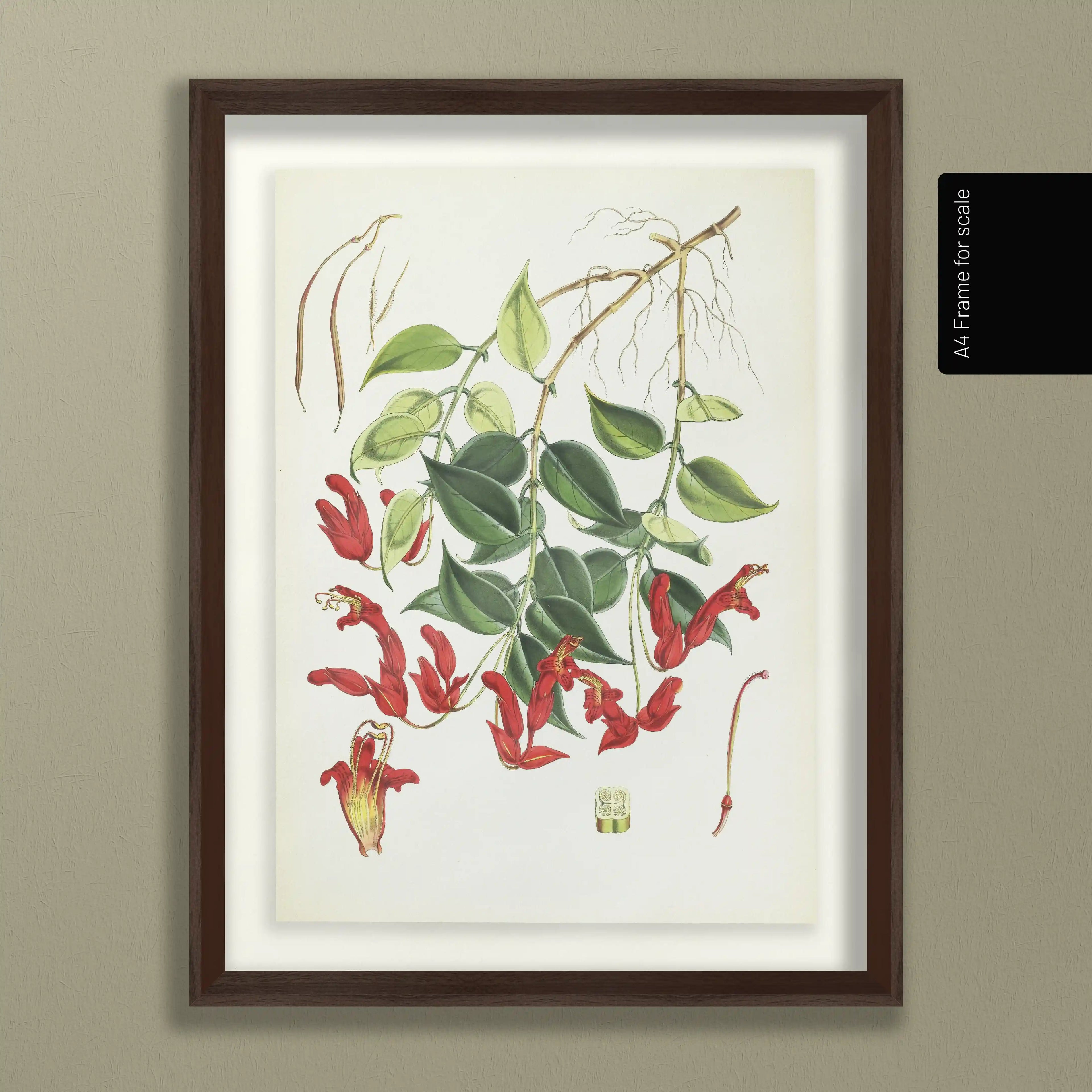 Plant Studies: Plate No. 08