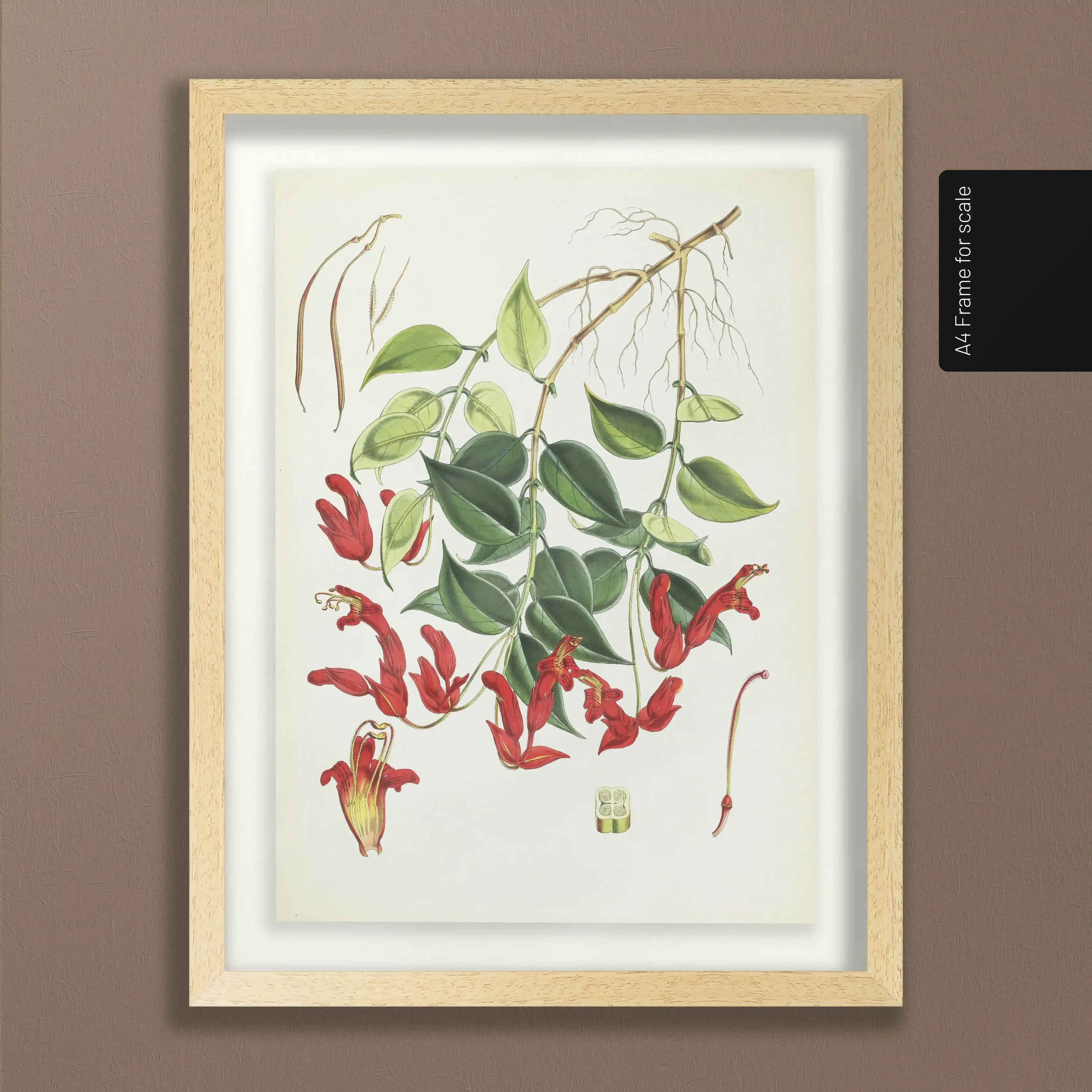 Plant Studies: Plate No. 08