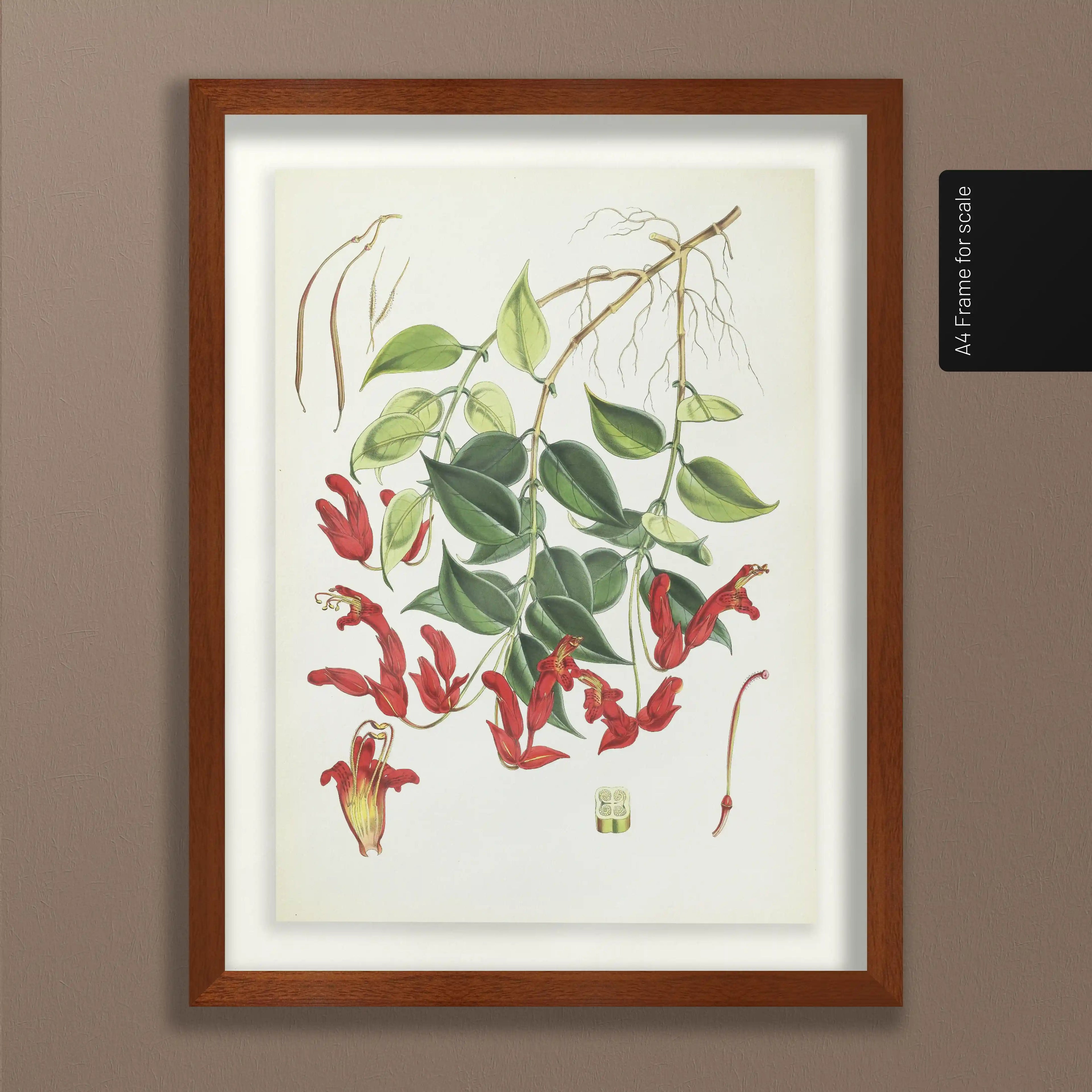 Plant Studies: Plate No. 08