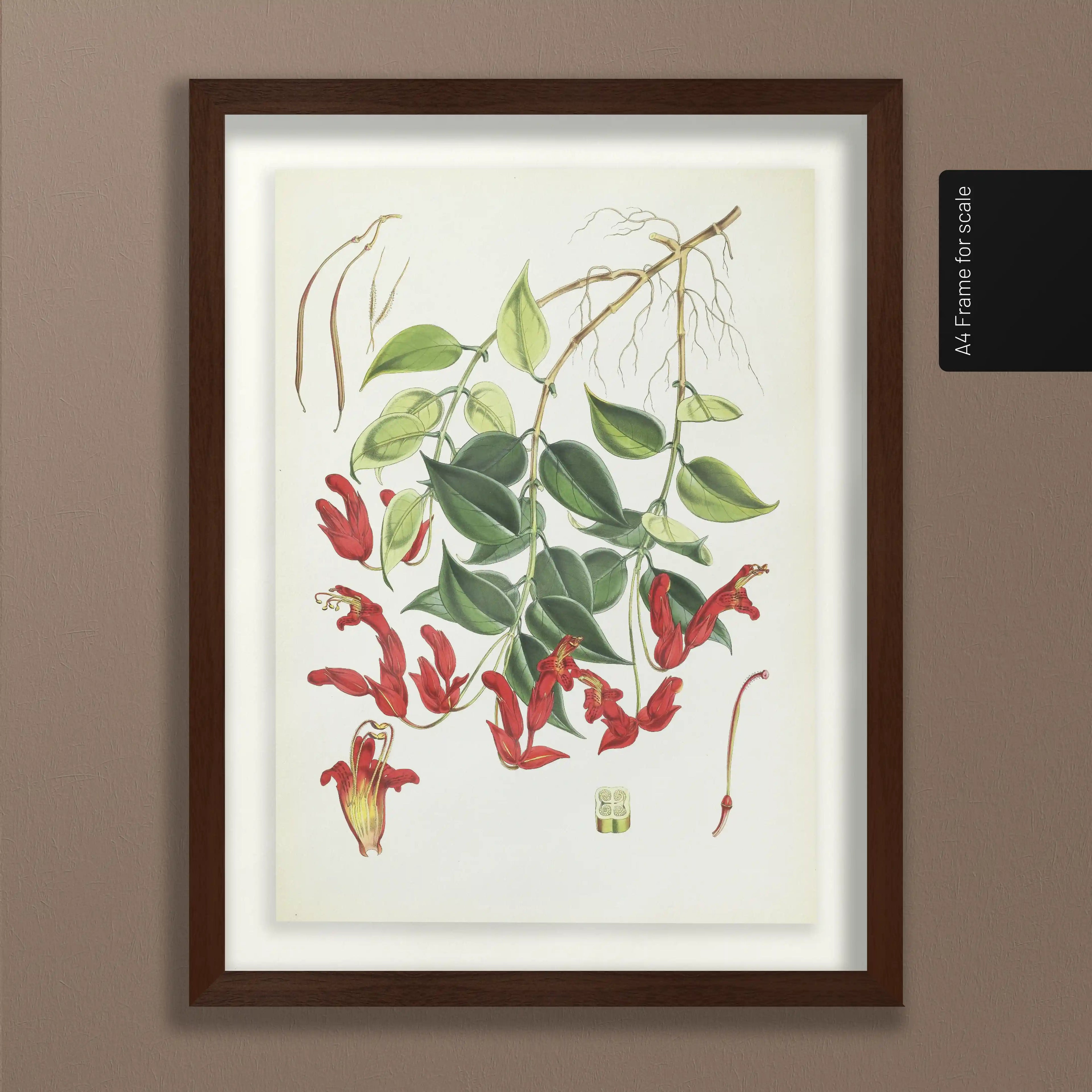 Plant Studies: Plate No. 08