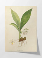 Plant Studies: Plate No. 09