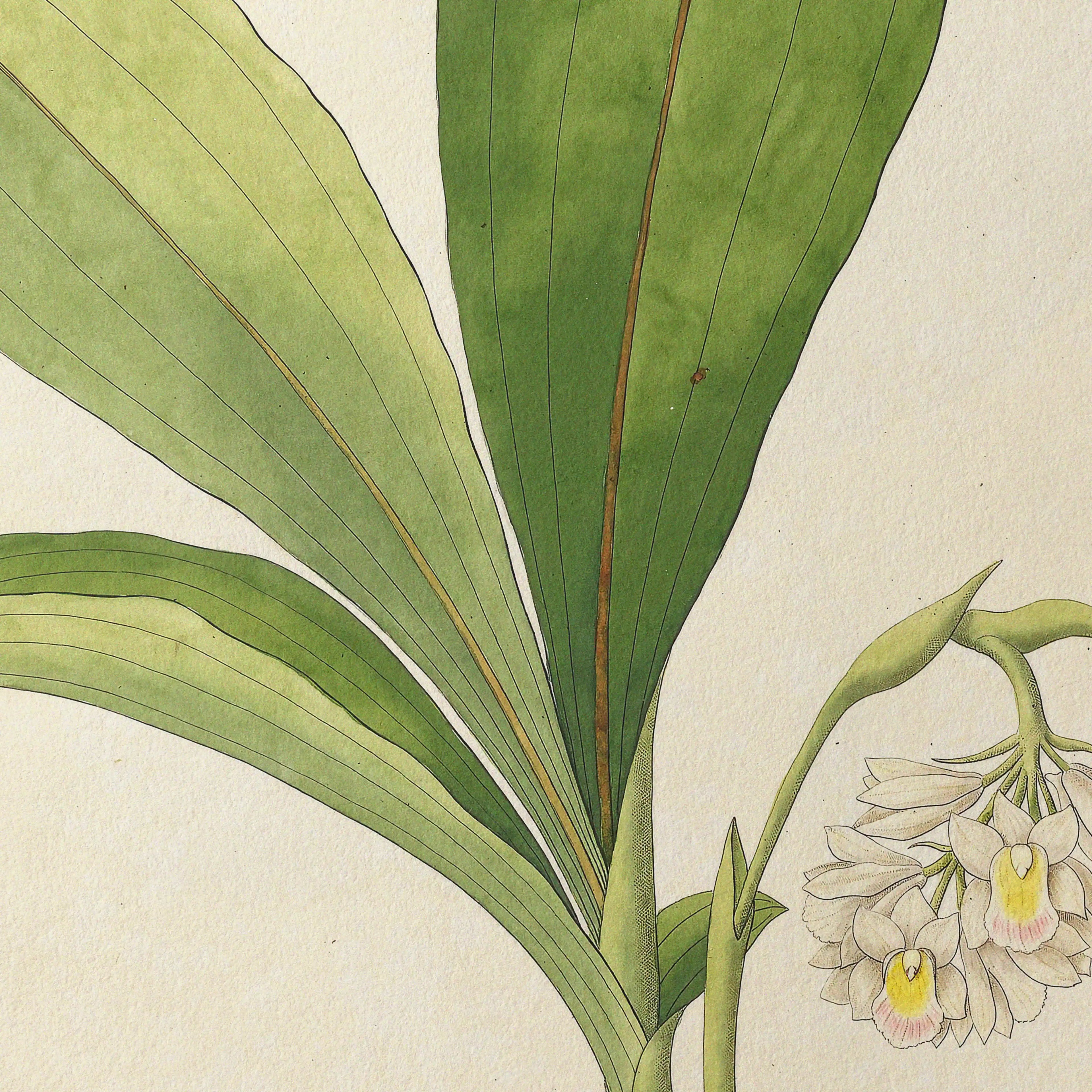 Plant Studies: Plate No. 09