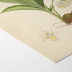 Plant Studies: Plate No. 09