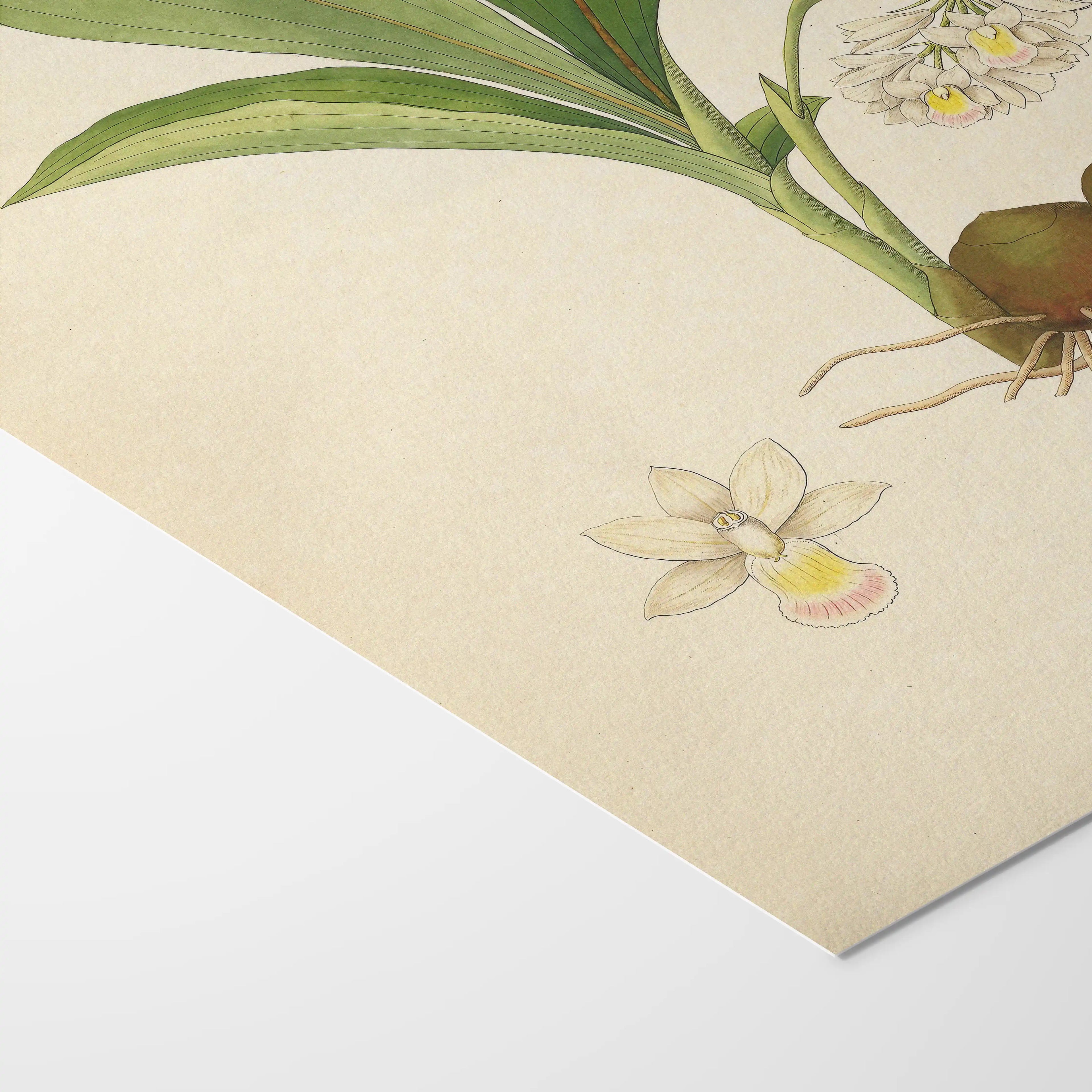 Plant Studies: Plate No. 09