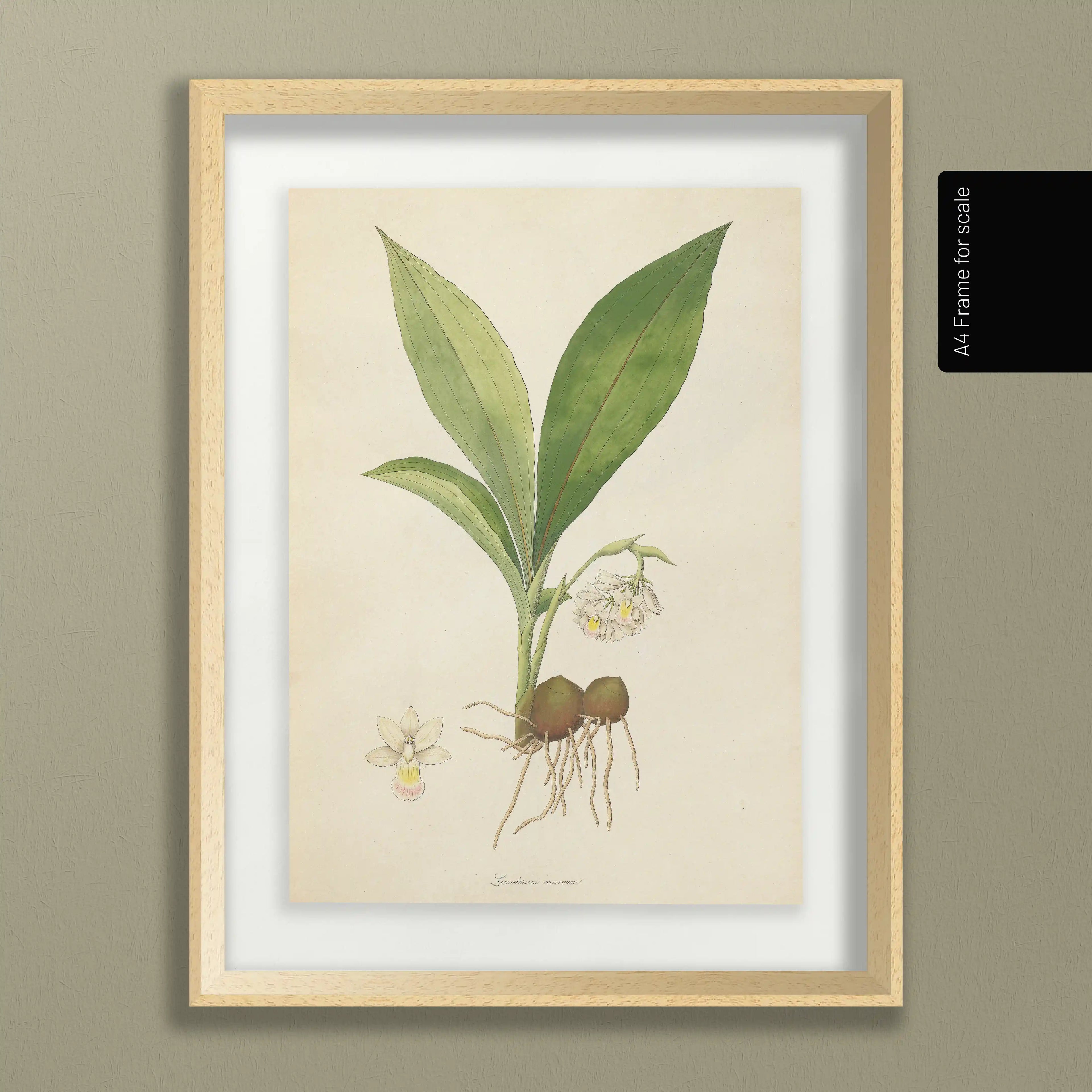 Plant Studies: Plate No. 09