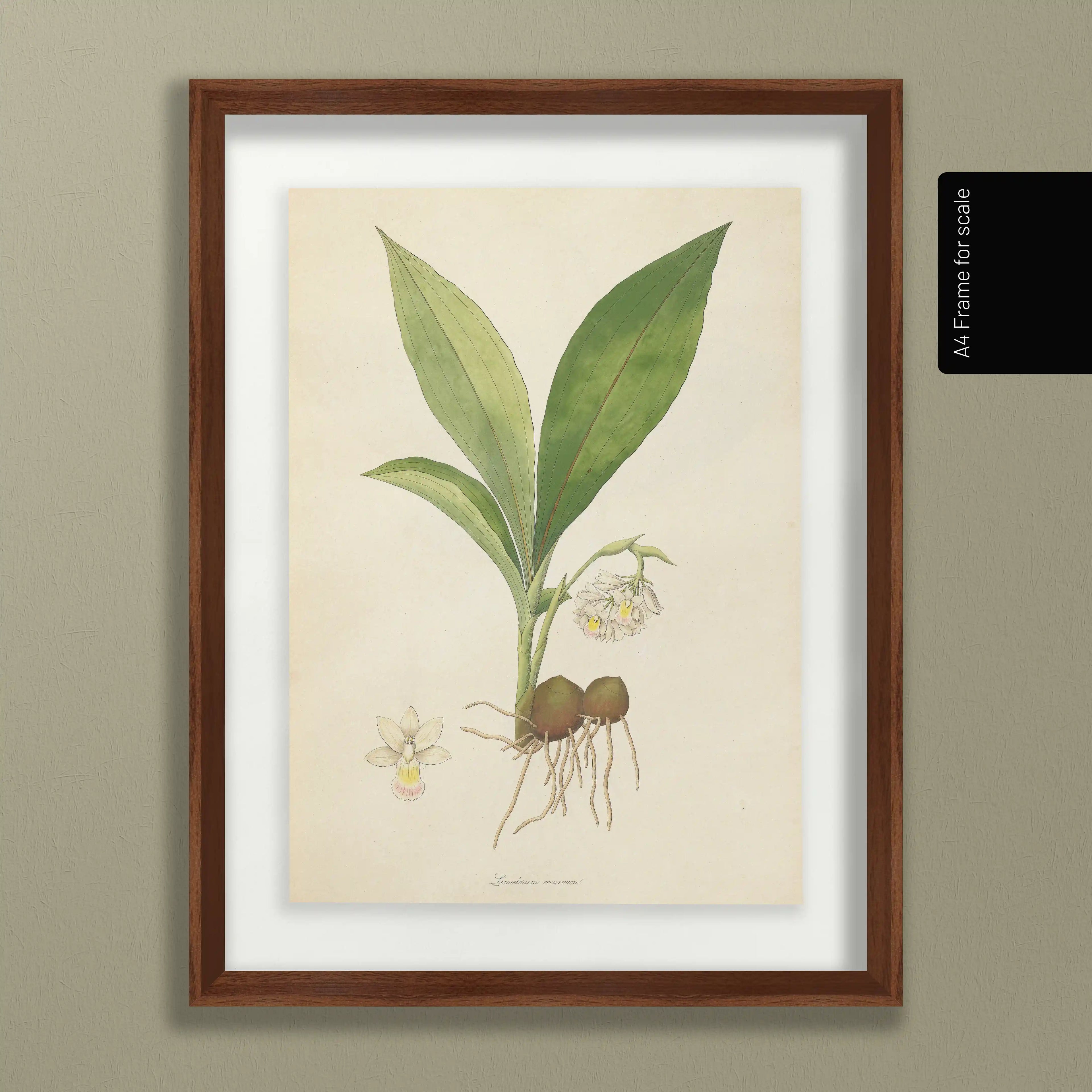 Plant Studies: Plate No. 09