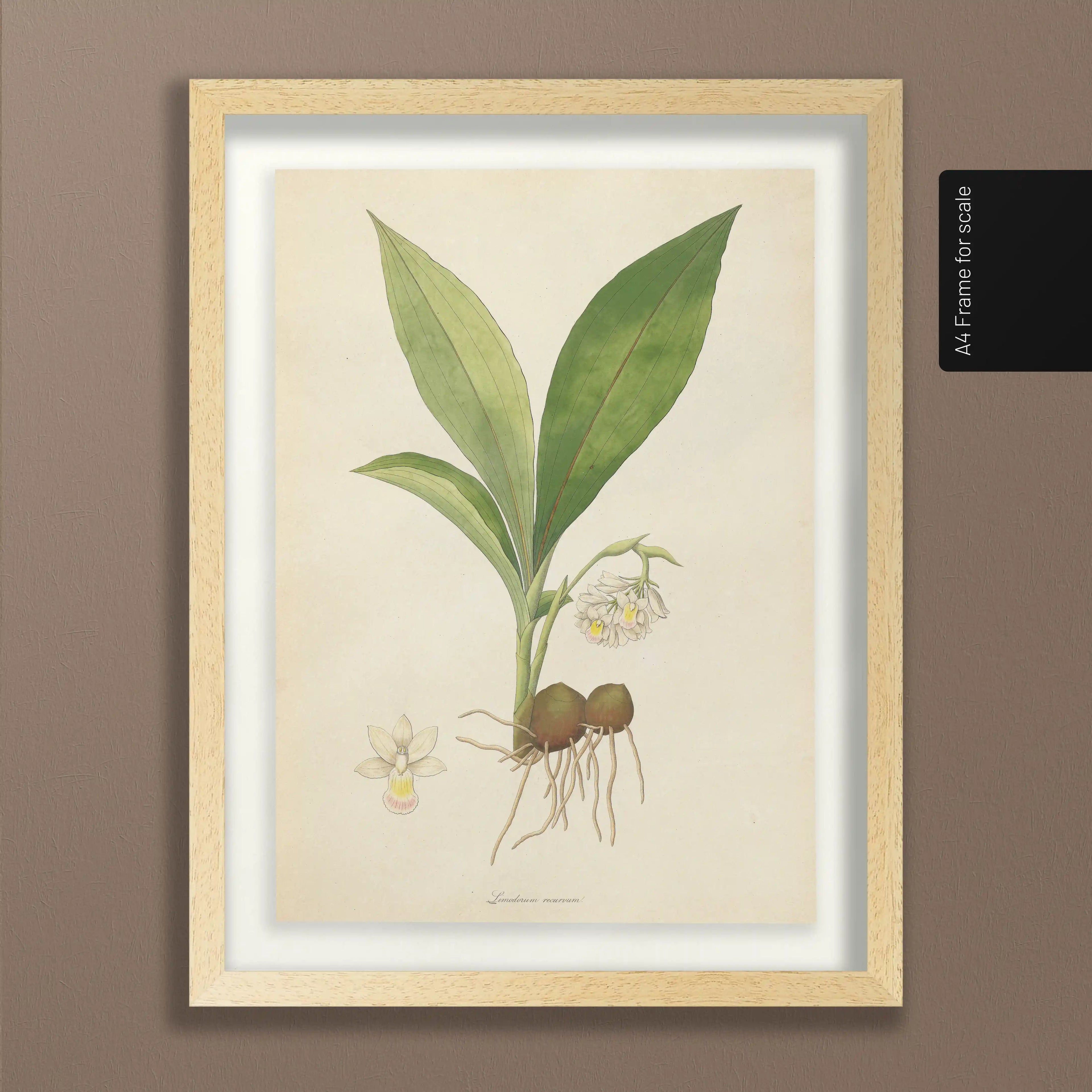 Plant Studies: Plate No. 09