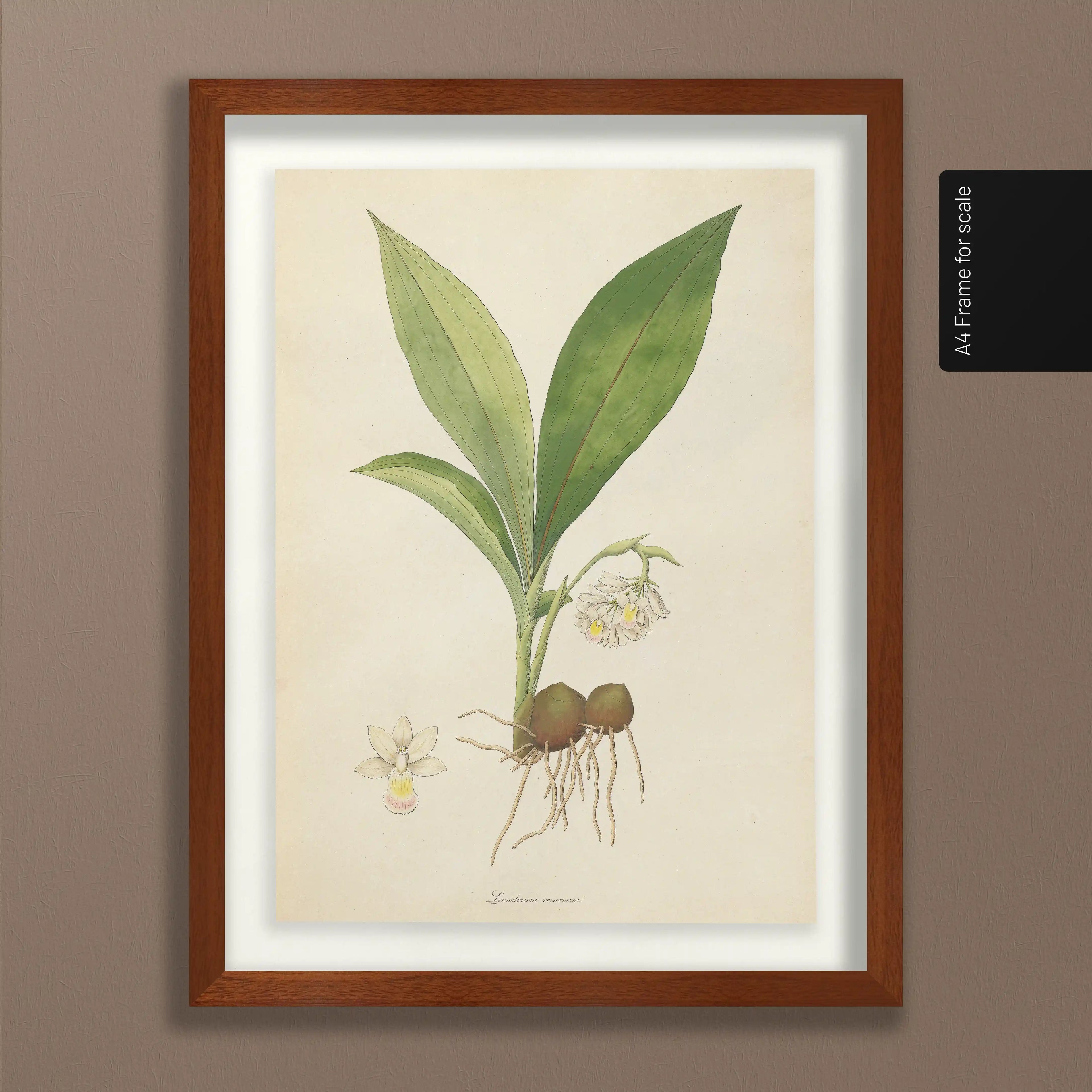 Plant Studies: Plate No. 09
