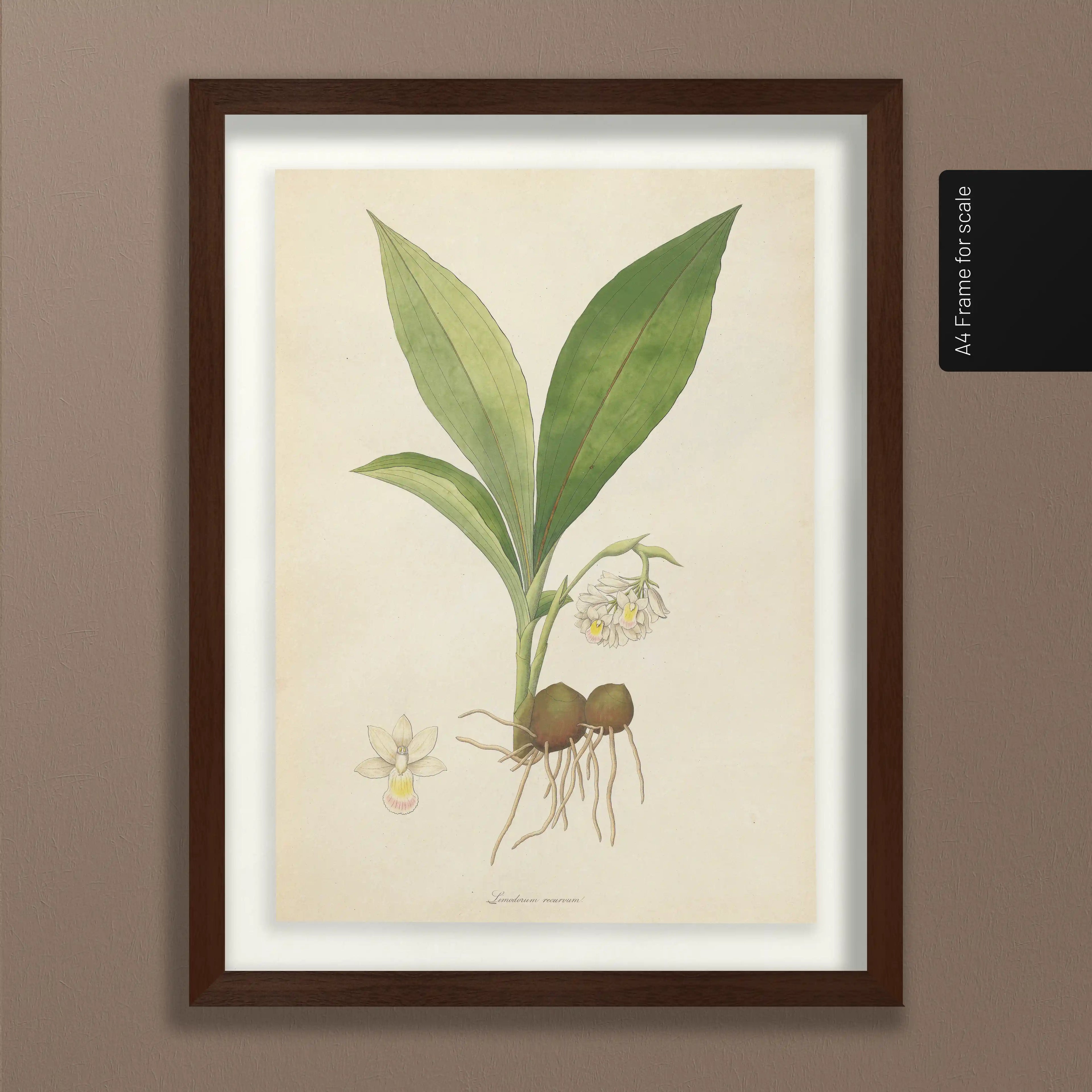 Plant Studies: Plate No. 09