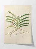 Plant Studies: Plate No. 10