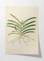 Plant Studies: Plate No. 10