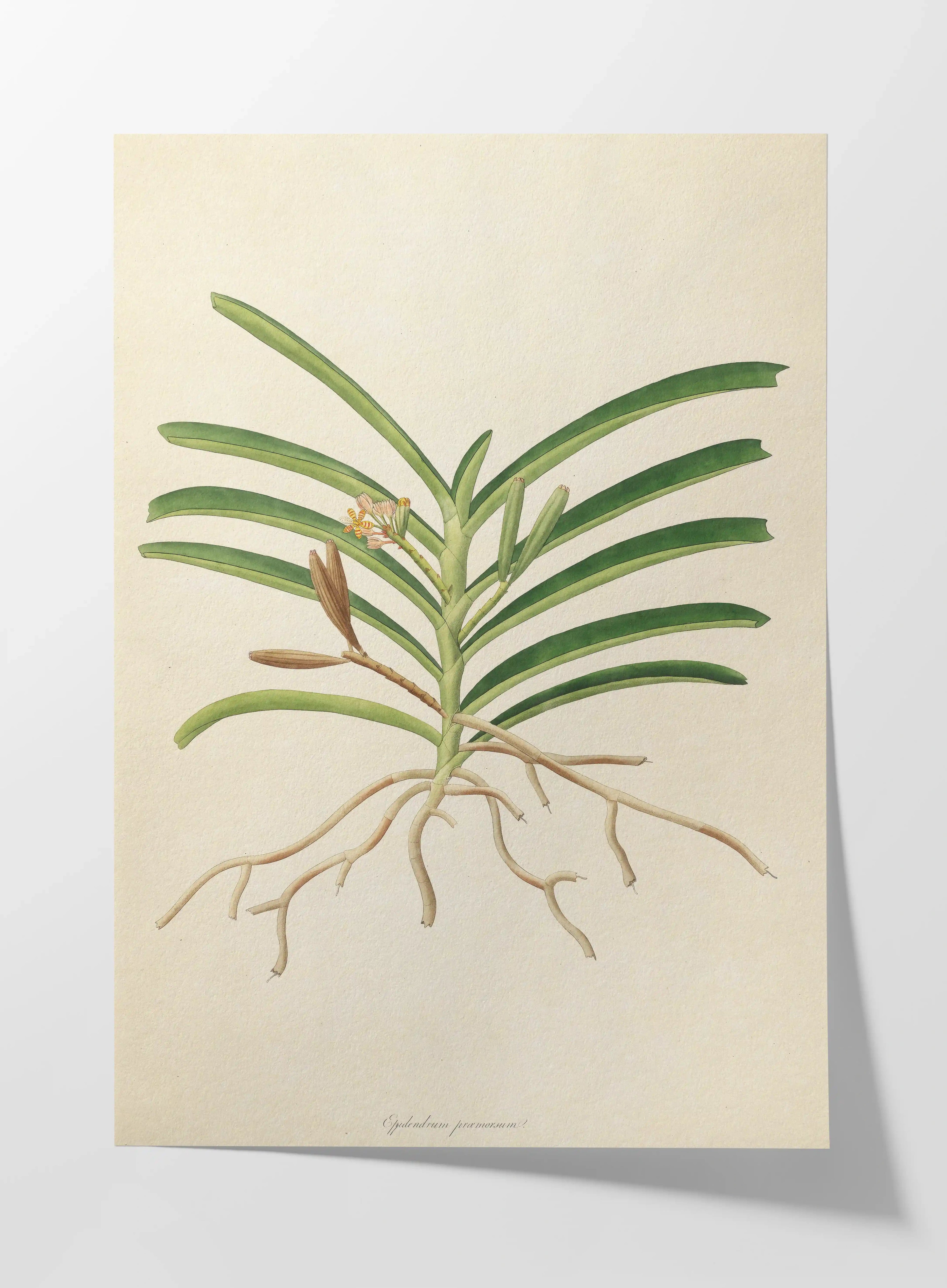 Plant Studies: Plate No. 10