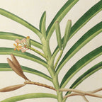 Plant Studies: Plate No. 10