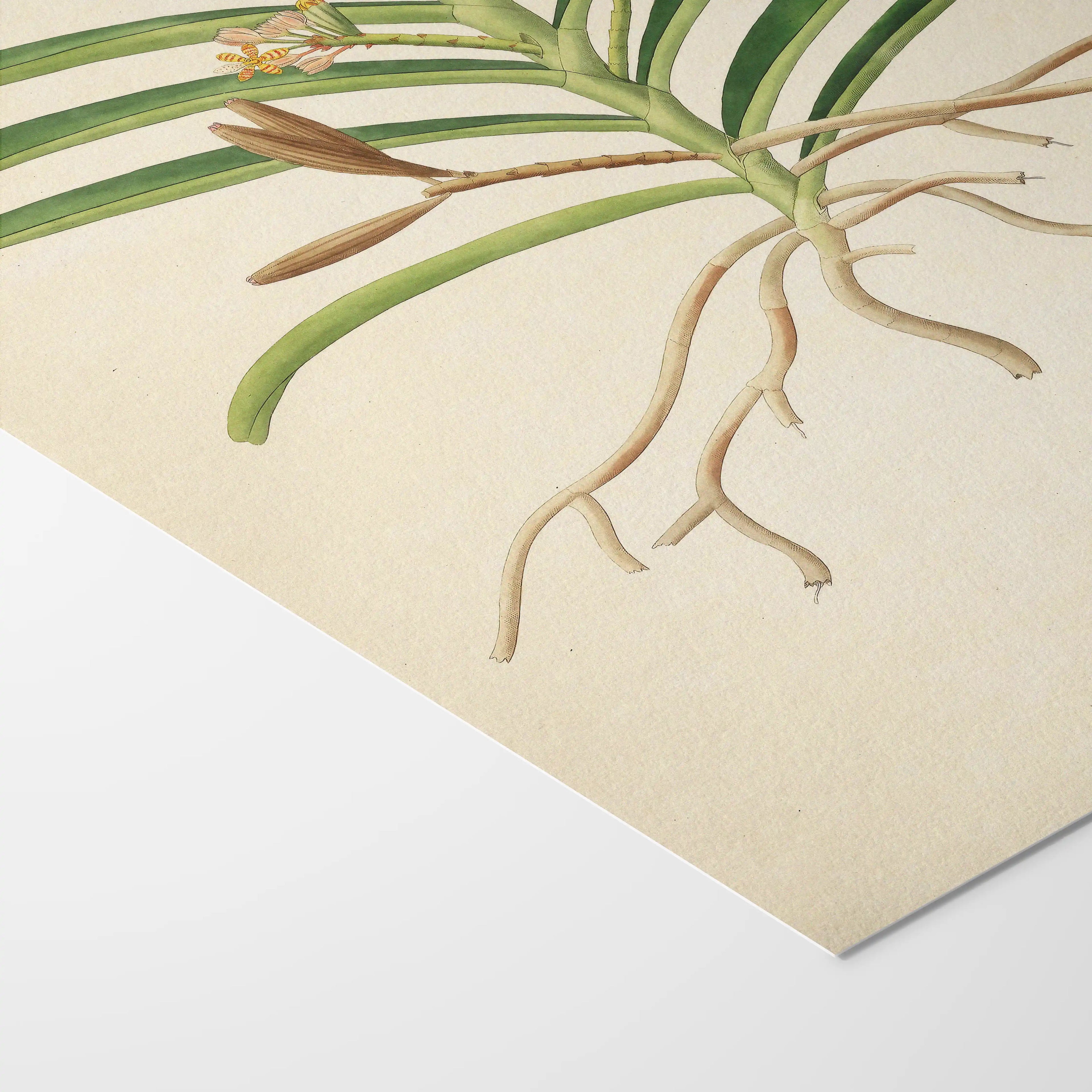 Plant Studies: Plate No. 10