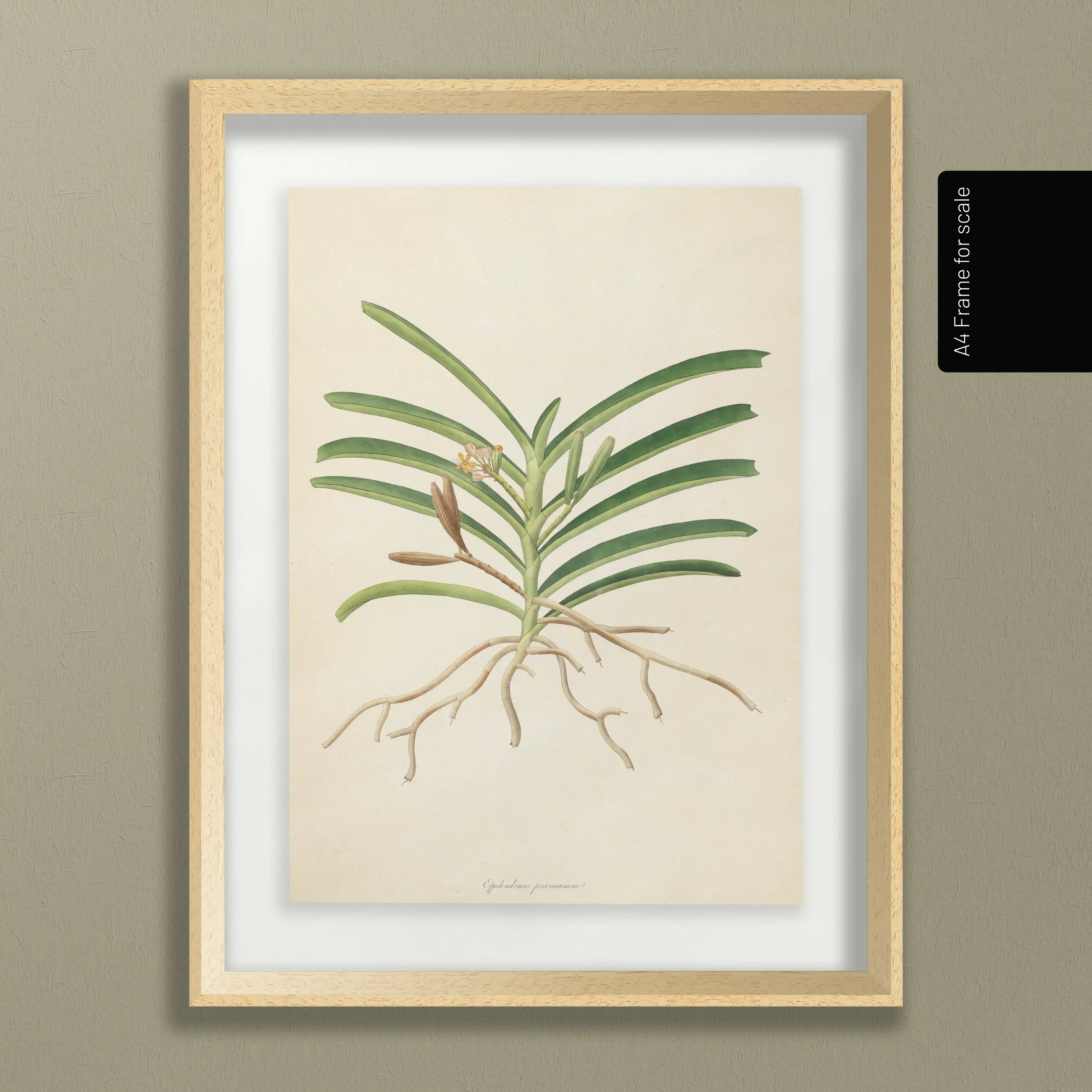 Plant Studies: Plate No. 10