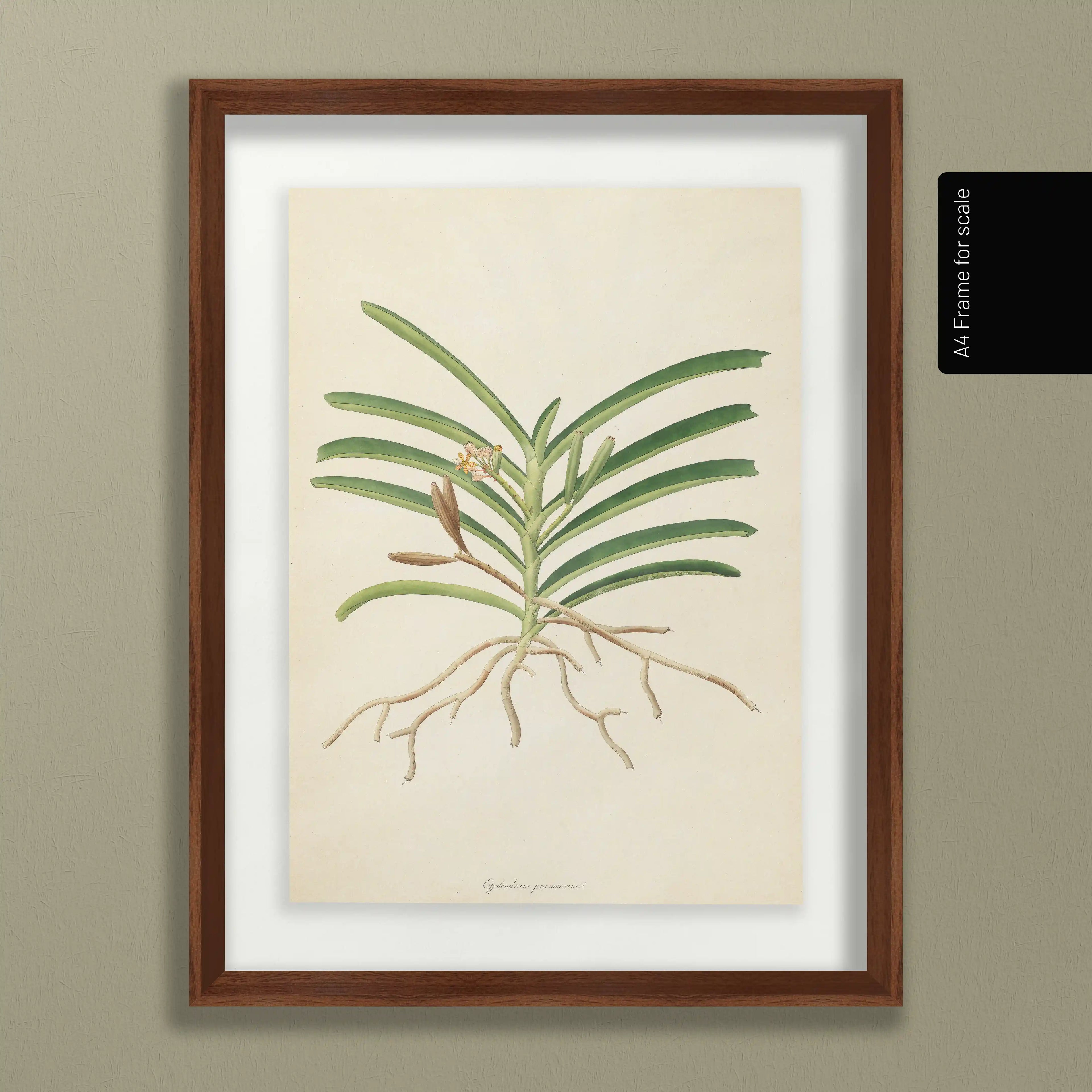 Plant Studies: Plate No. 10
