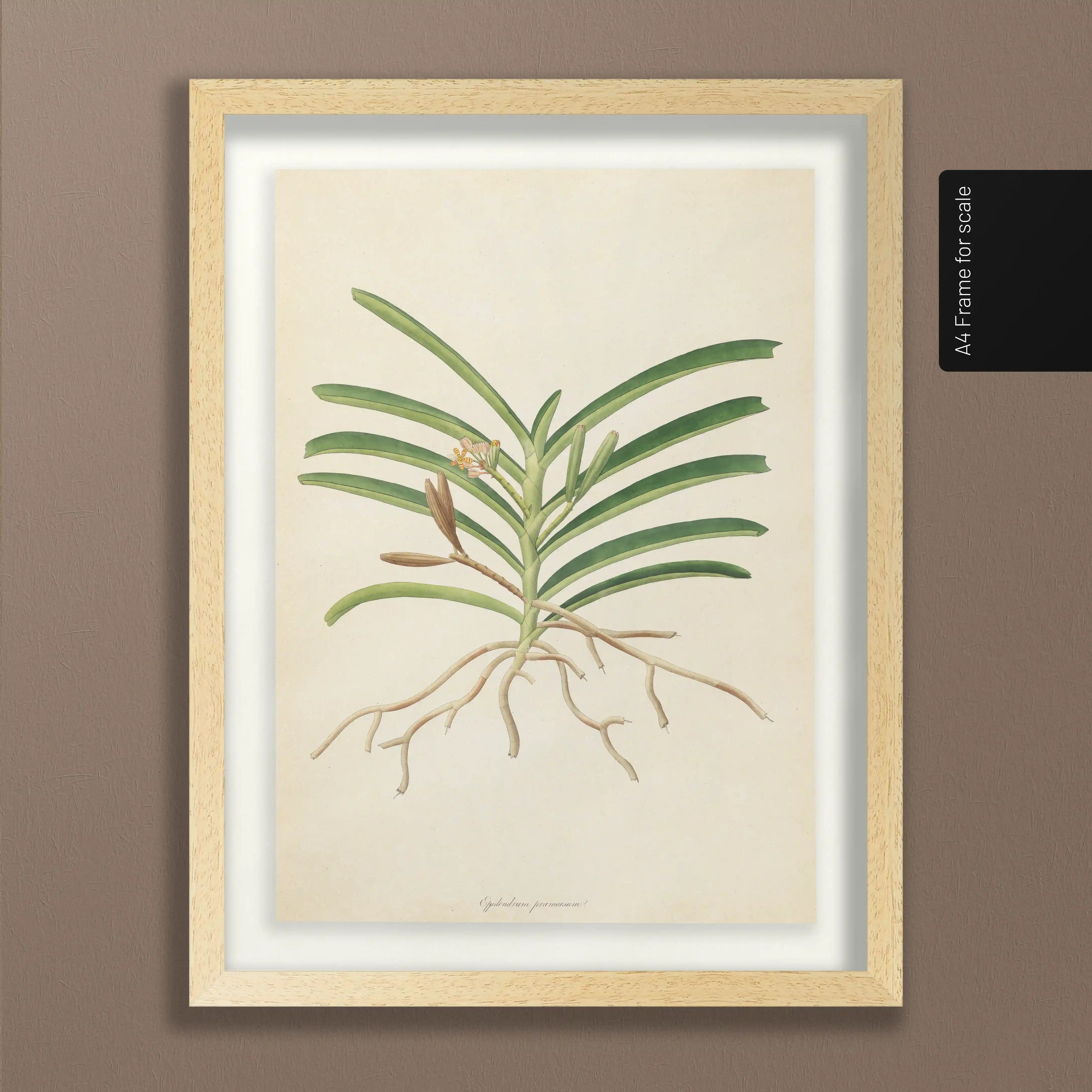 Plant Studies: Plate No. 10