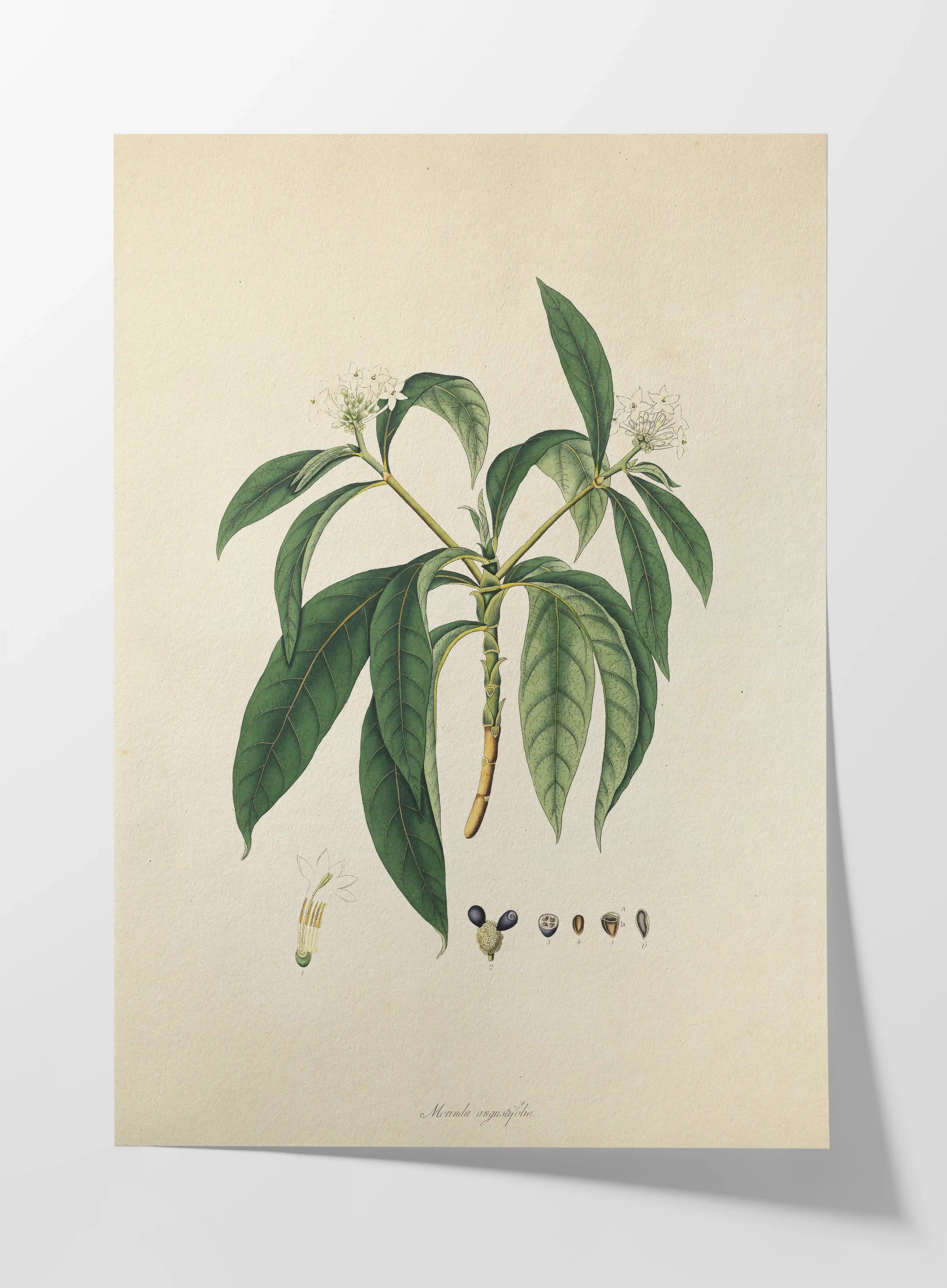 Plant Studies: Plate No. 11