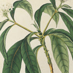 Plant Studies: Plate No. 11
