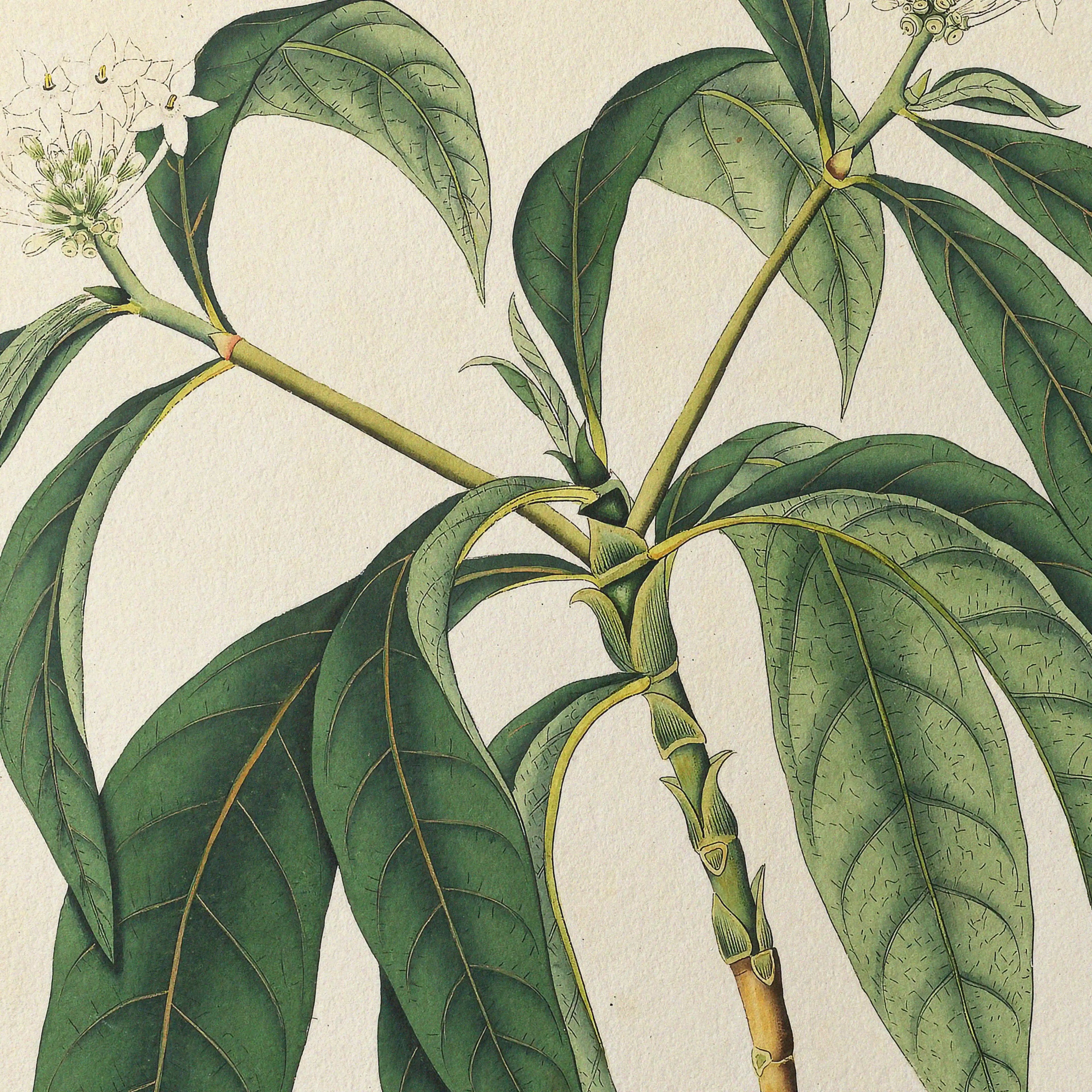 Plant Studies: Plate No. 11