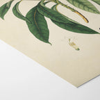 Plant Studies: Plate No. 11
