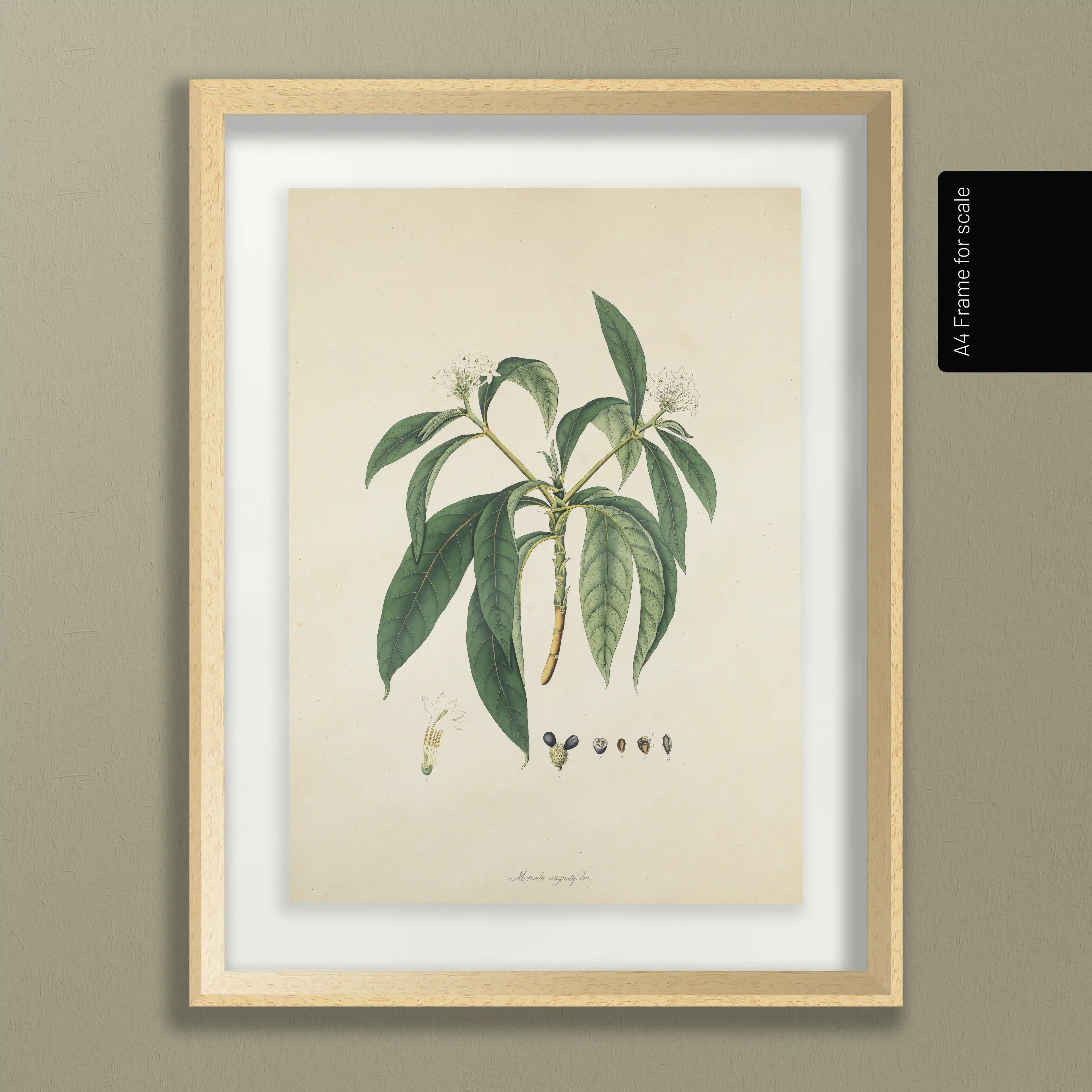 Plant Studies: Plate No. 11