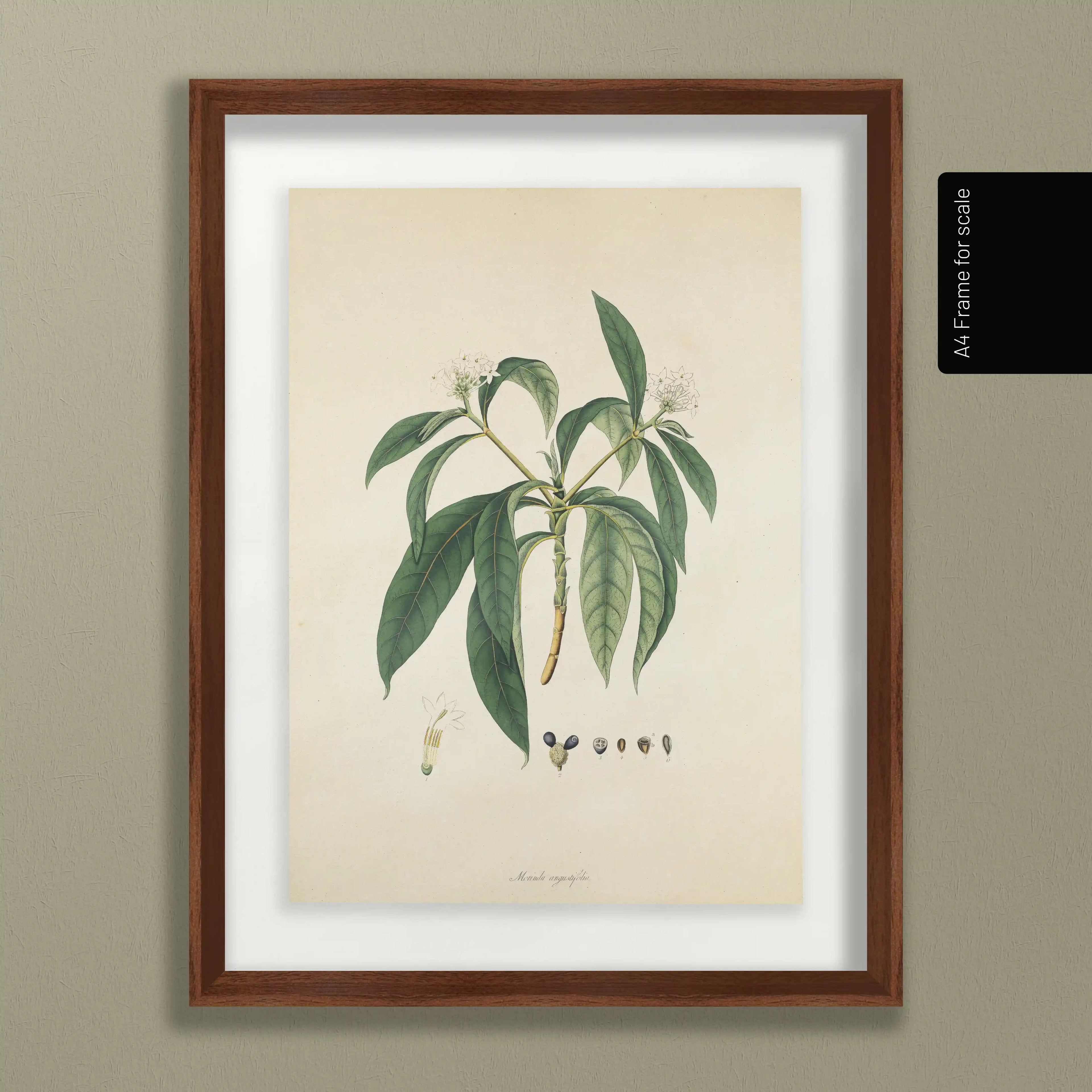 Plant Studies: Plate No. 11