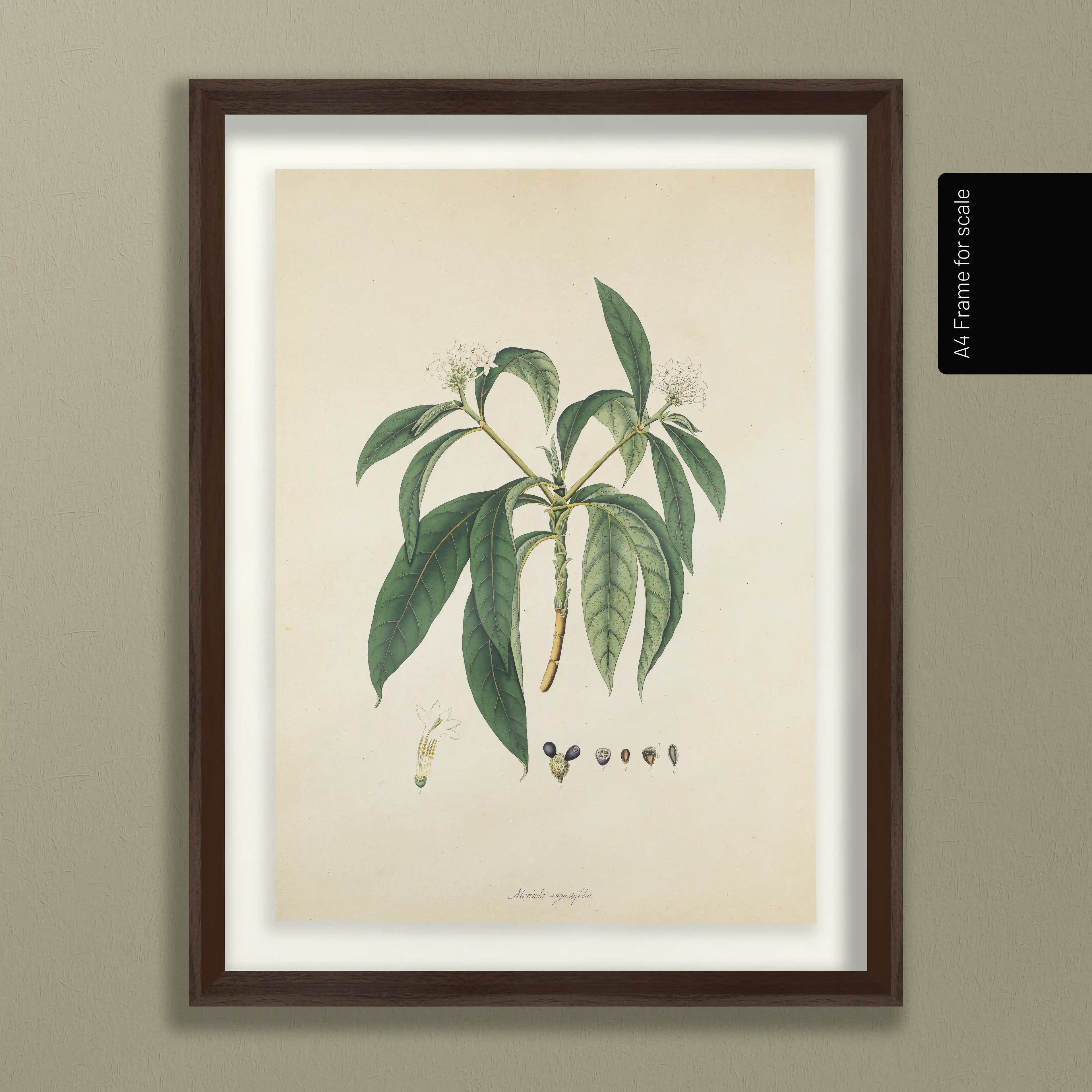 Plant Studies: Plate No. 11