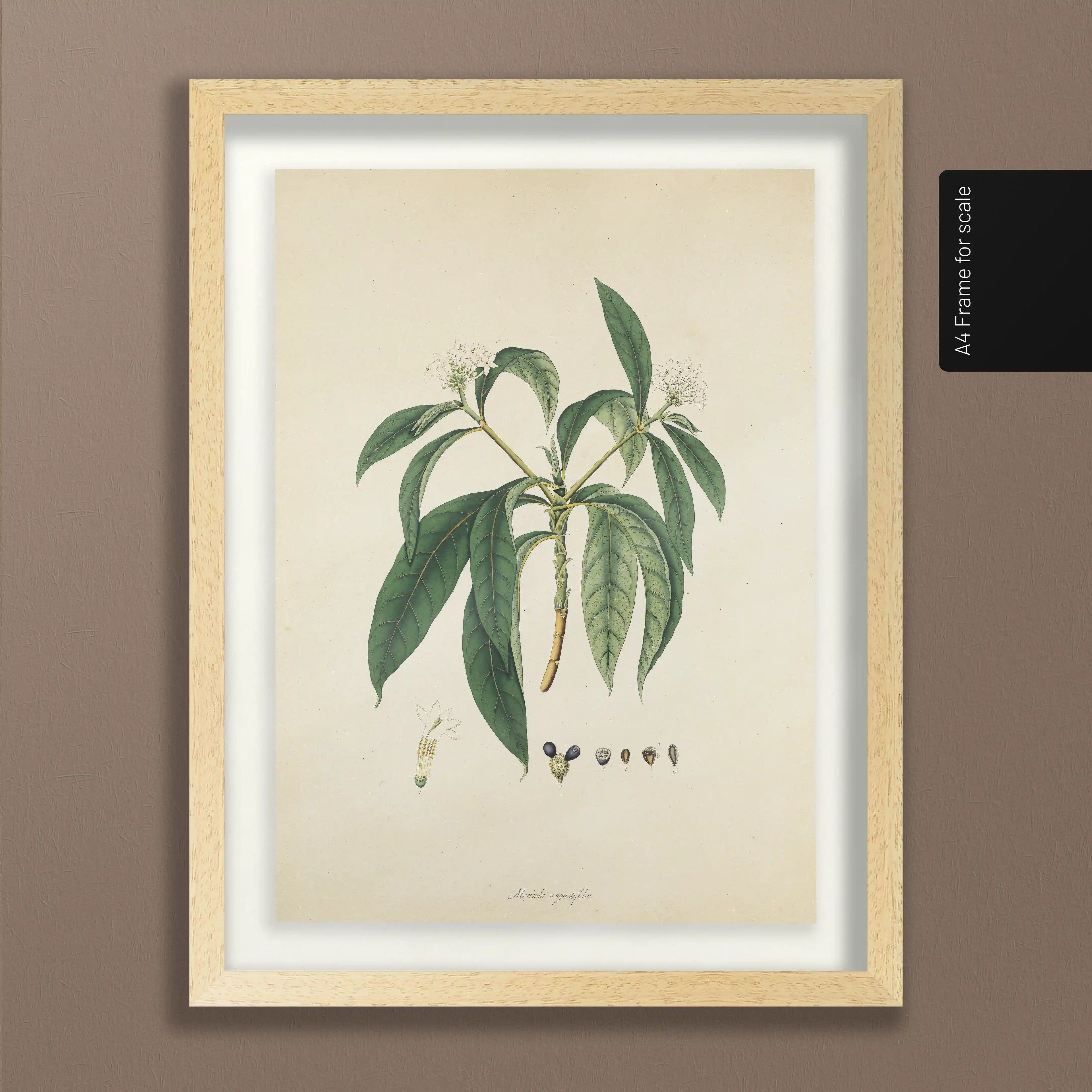 Plant Studies: Plate No. 11