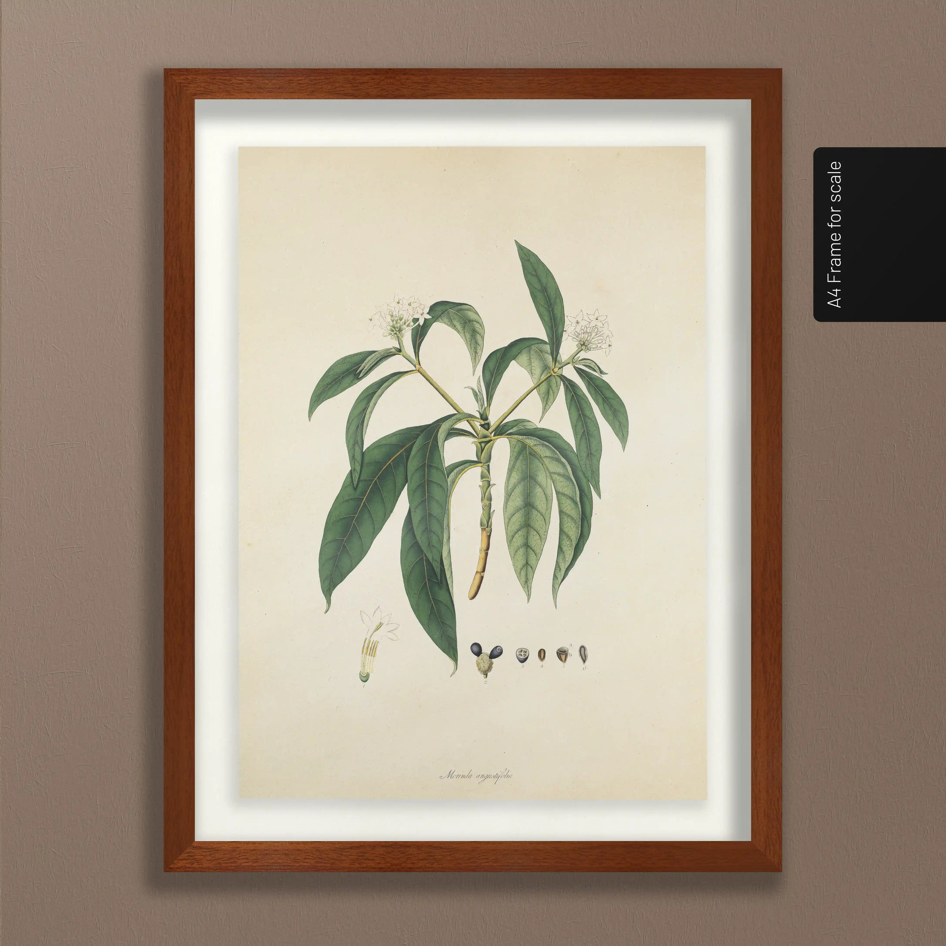 Plant Studies: Plate No. 11