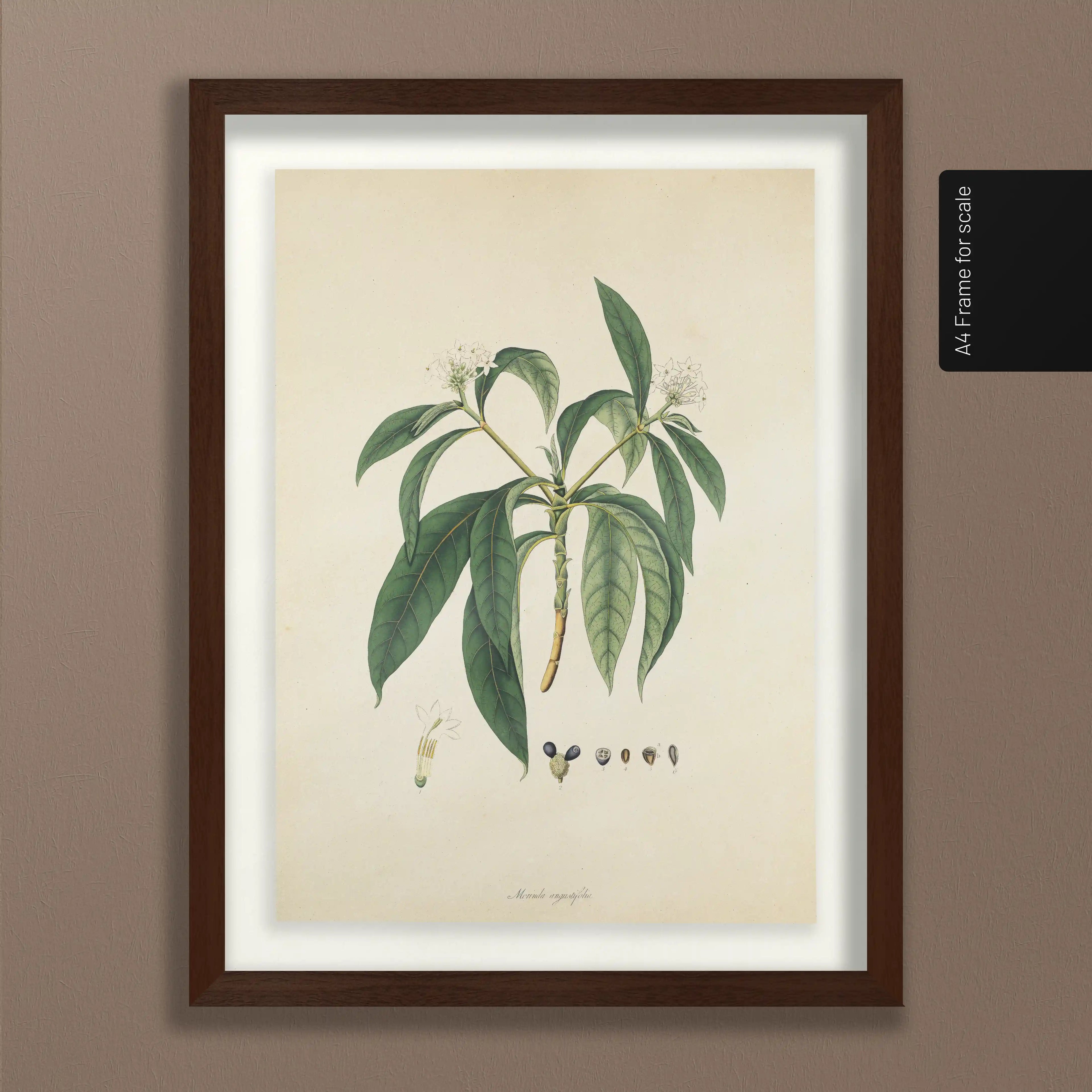 Plant Studies: Plate No. 11