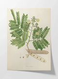 Plant Studies: Plate No. 12