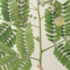 Plant Studies: Plate No. 12
