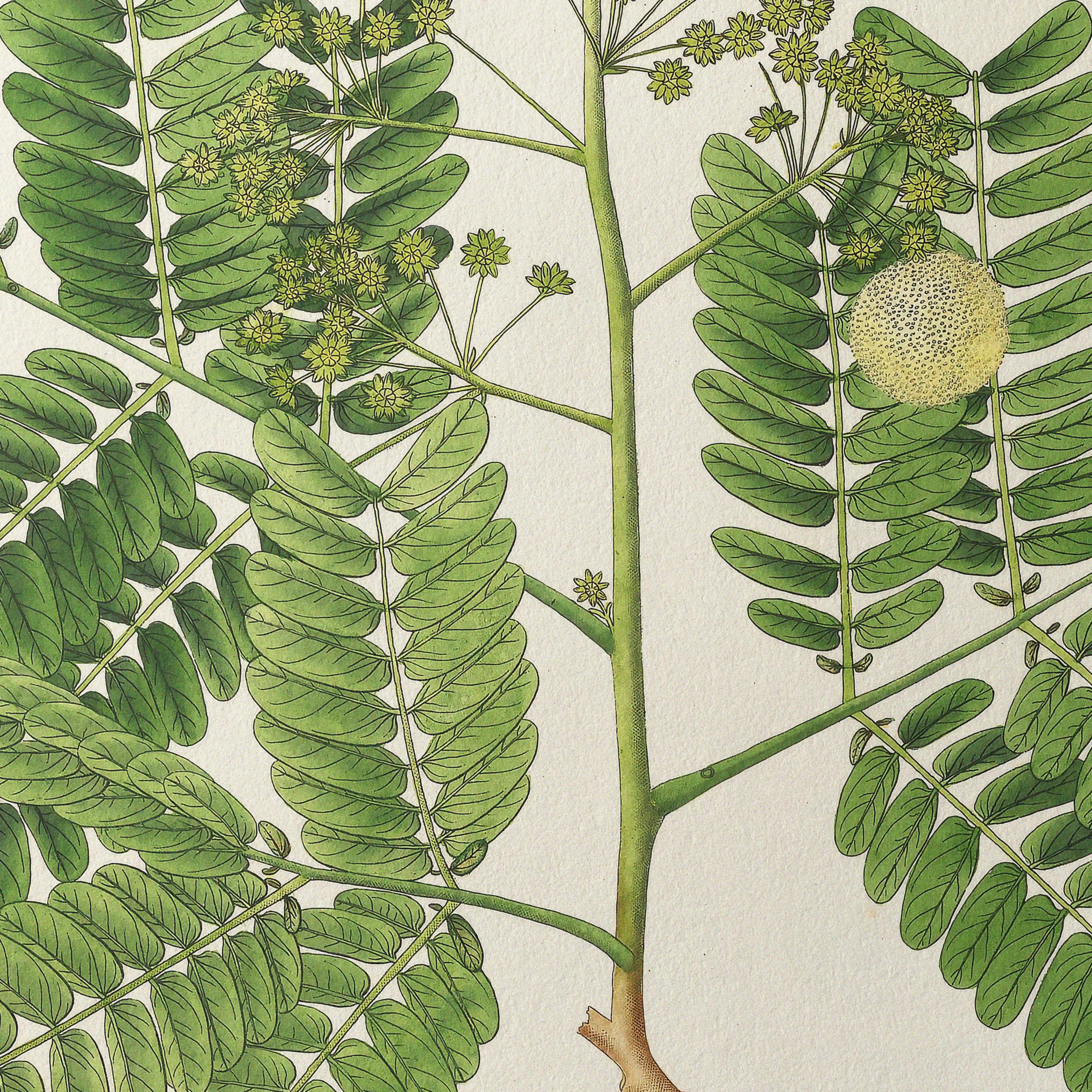 Plant Studies: Plate No. 12